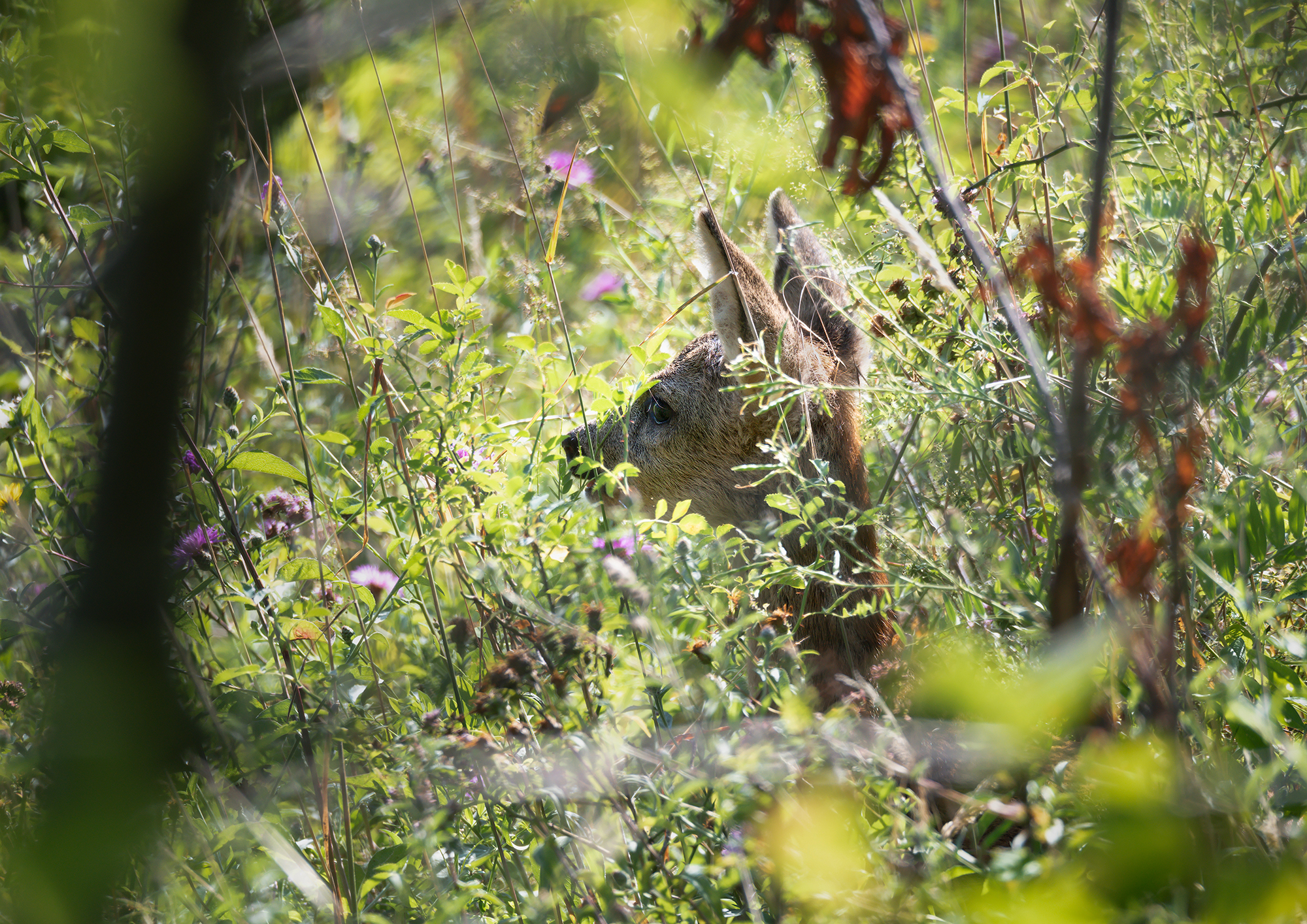 cucciolo di capriolo