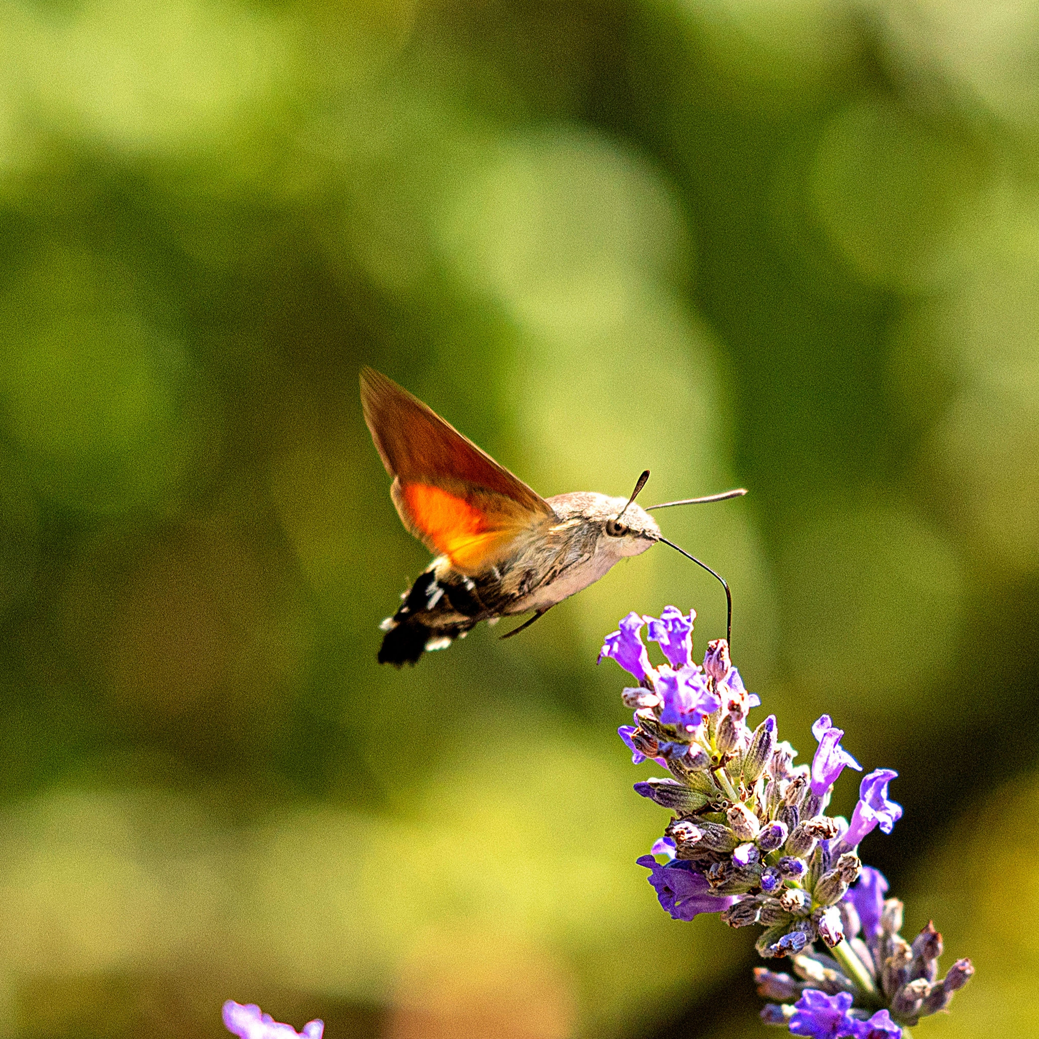 Macroglossum stellatarum su lavanda