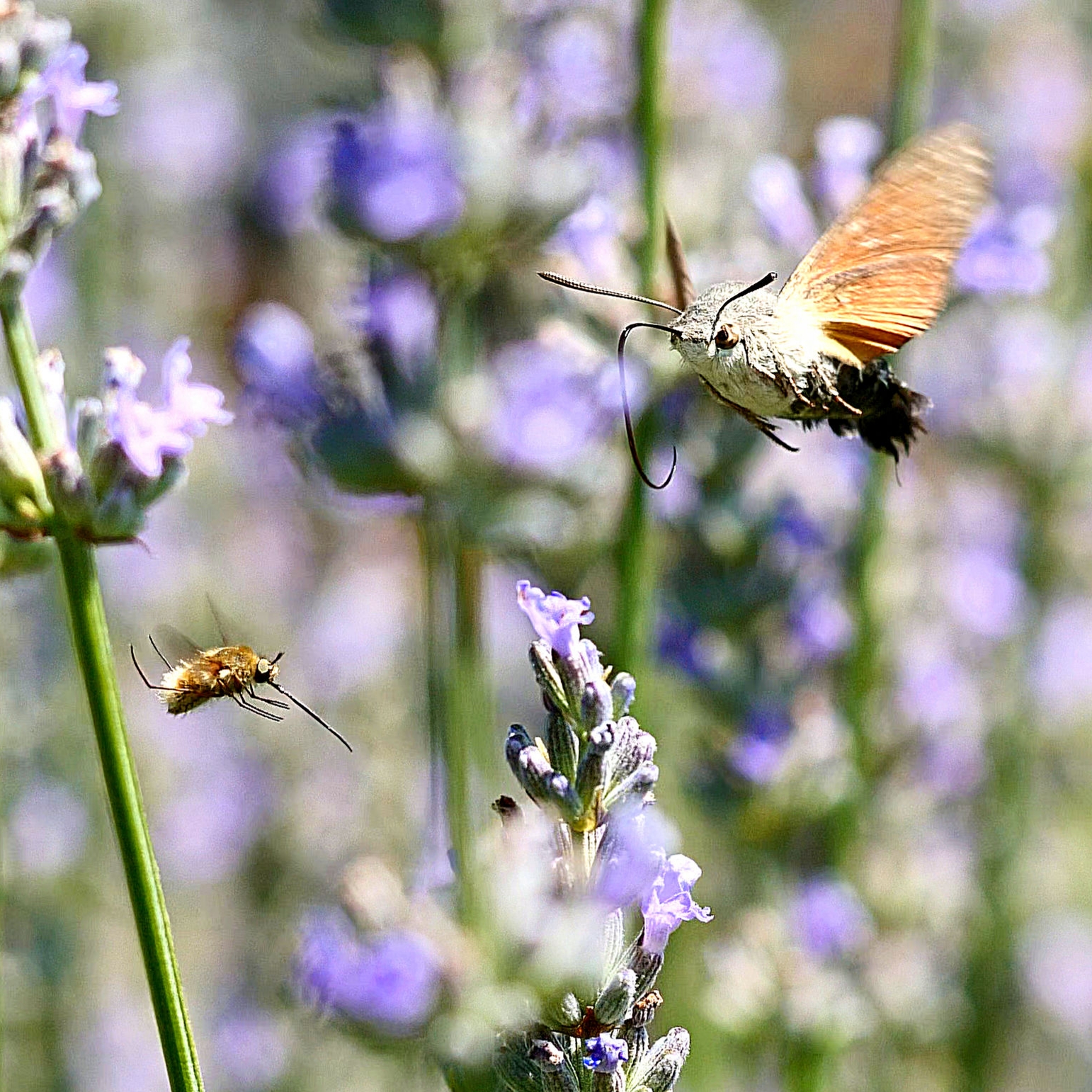 Sfinge colibrì su lavanda