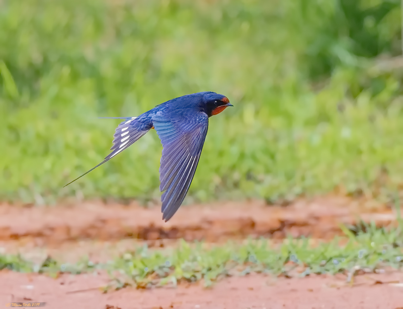 Rondine (Hirundo rustica)