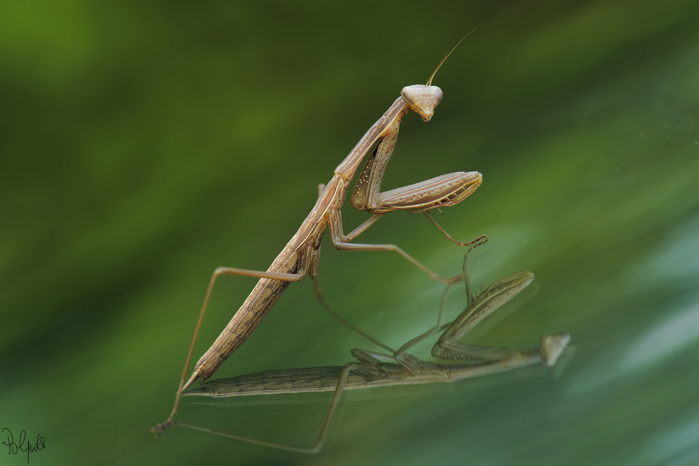Mantis in the mirror