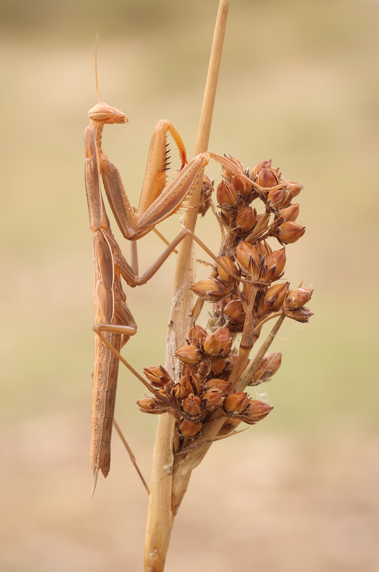 Mantis religiosa