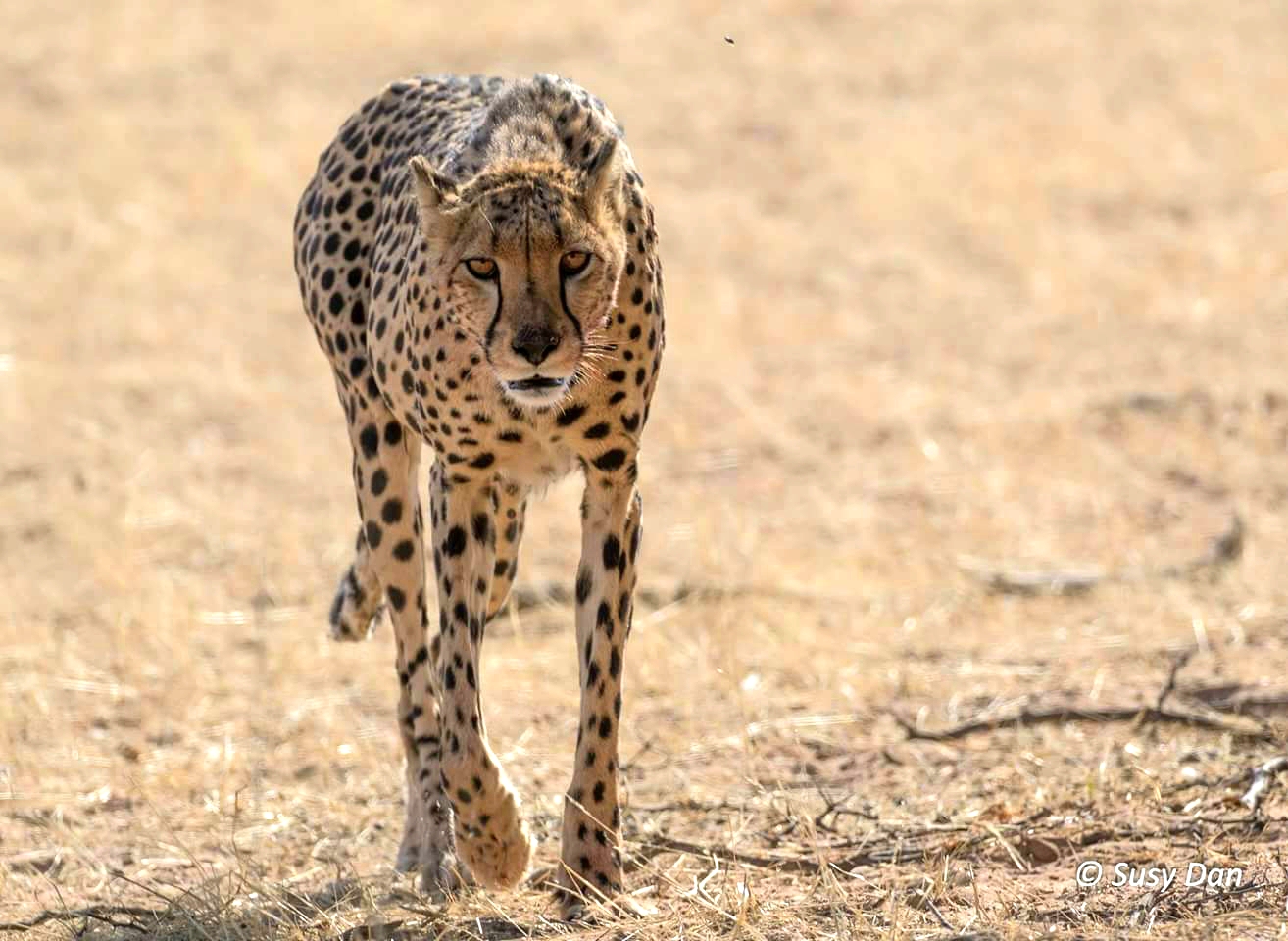 Inquisitive cheetah