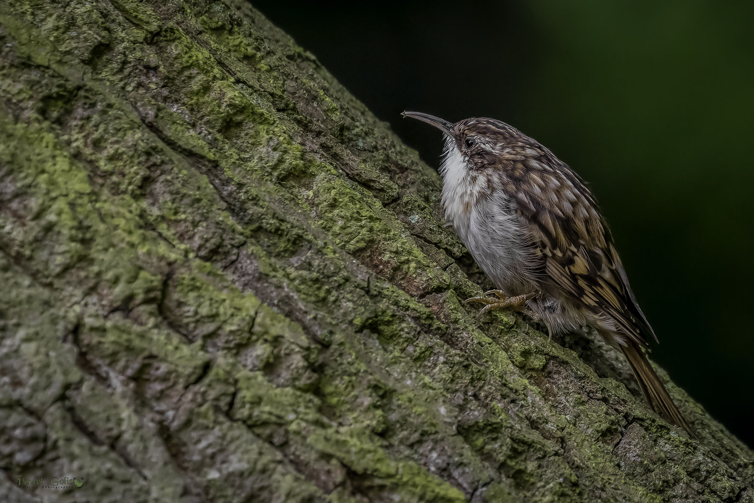 Treecreeper (Certhia familiars)