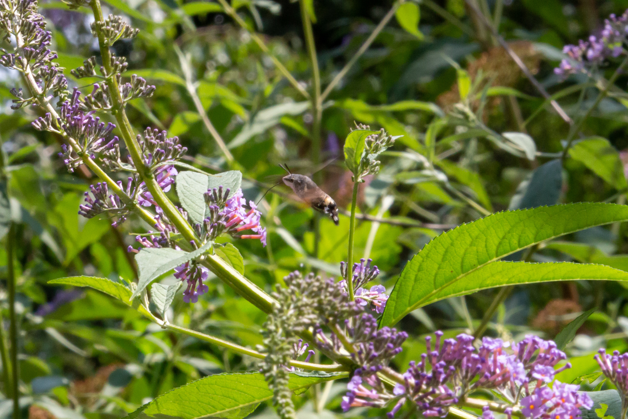 Sphinx of the Galium