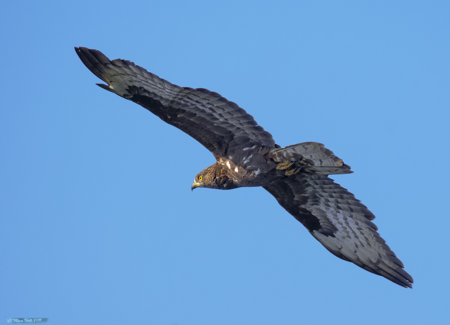 Falco Pecchiaiolo (Pernis apivorus)