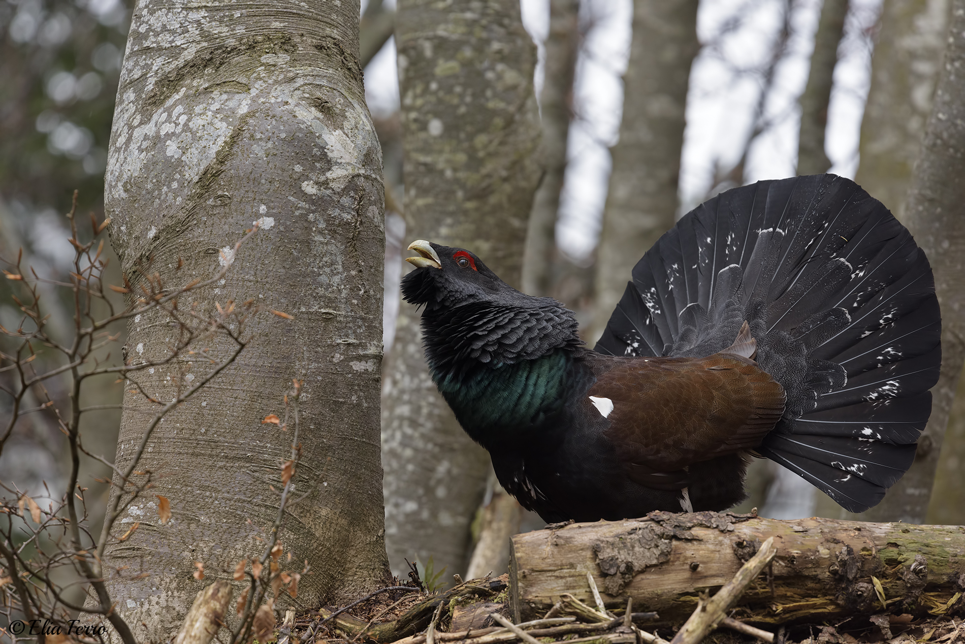 The King of the Woods