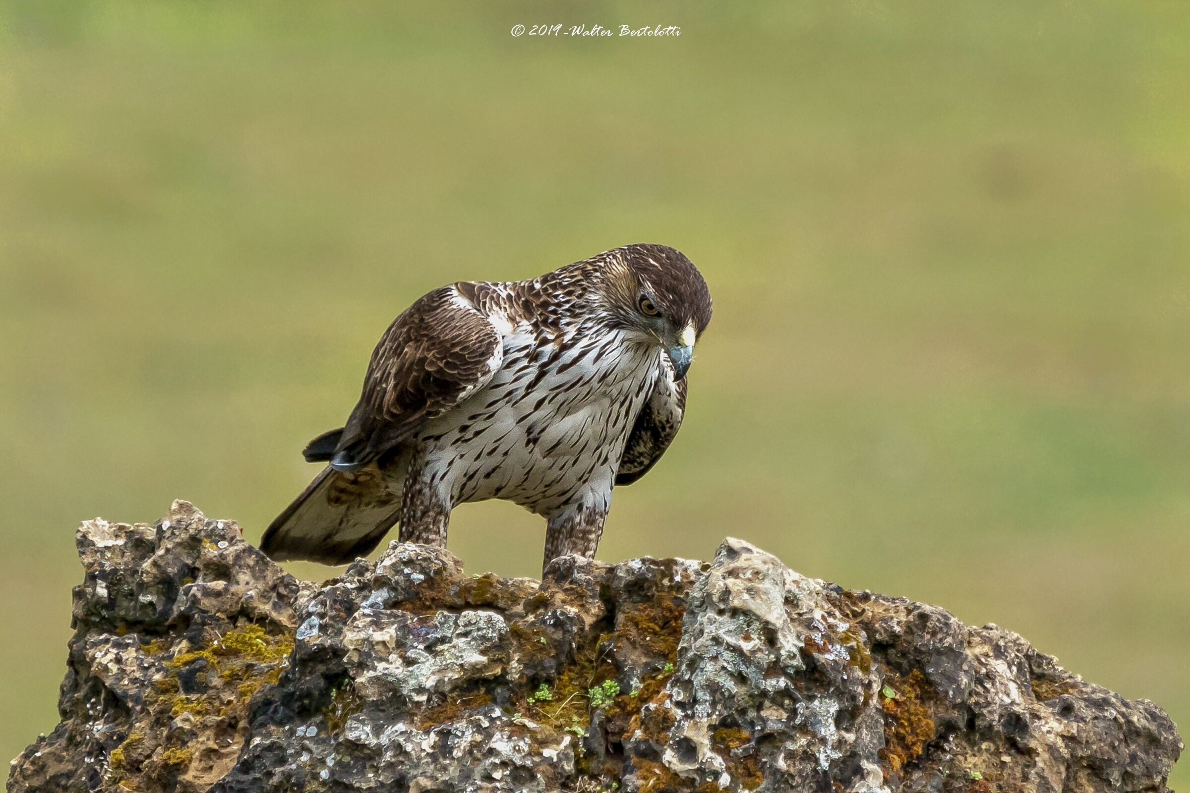 il fascino della Bonelli