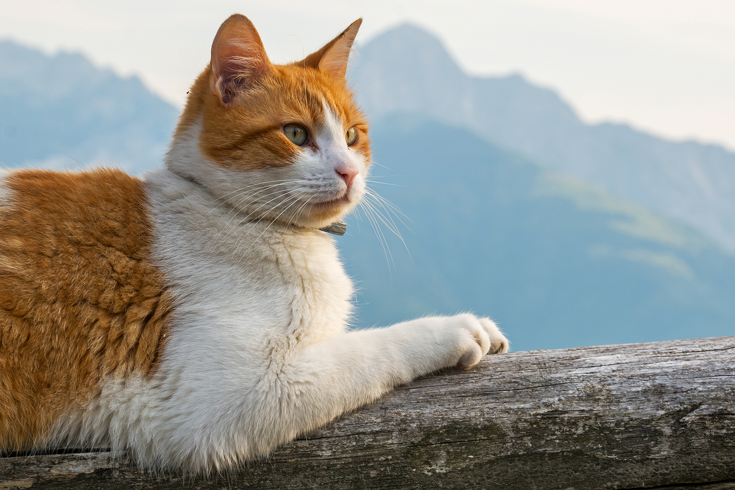 Com'è bello stare in montagna