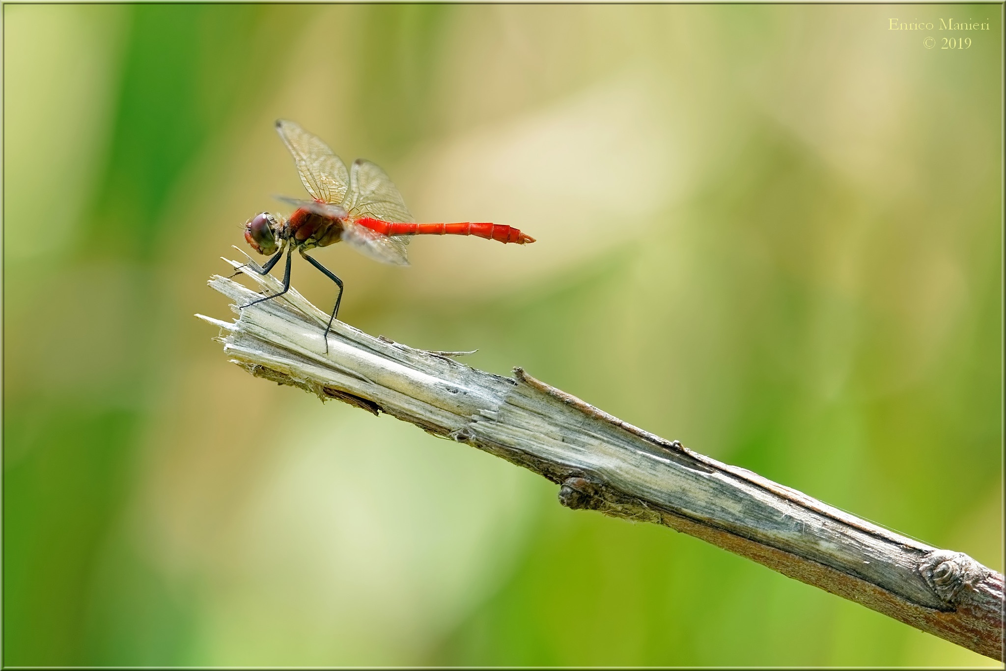 Prova Sony FE 200-600 - Sympetrum Striolatum