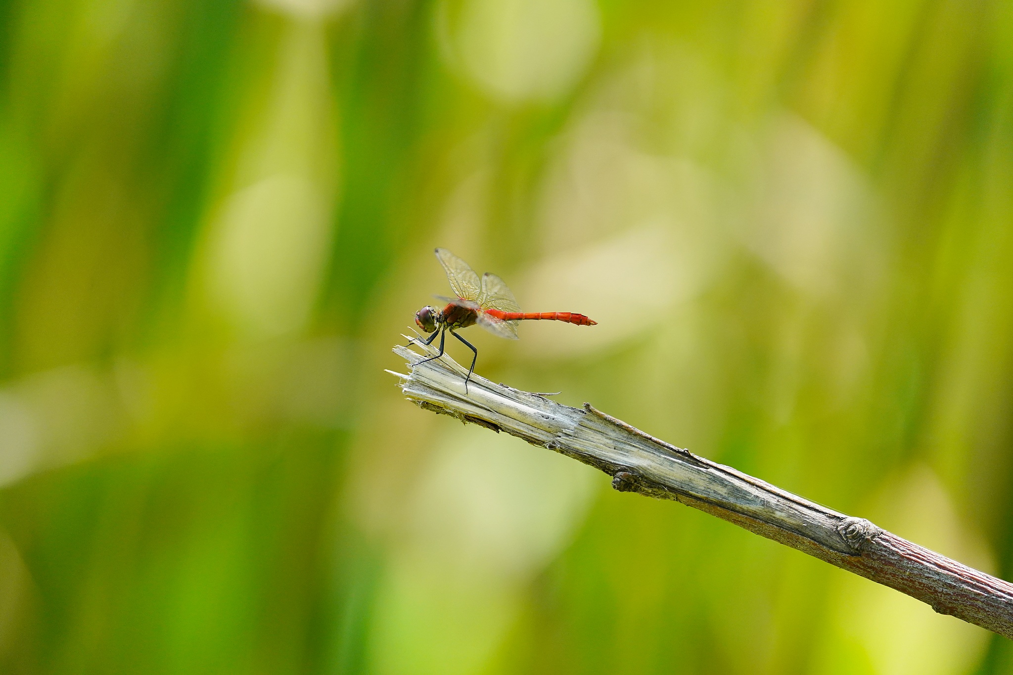 Prova Sony FE 200-600 - Sympetrum Striolatum