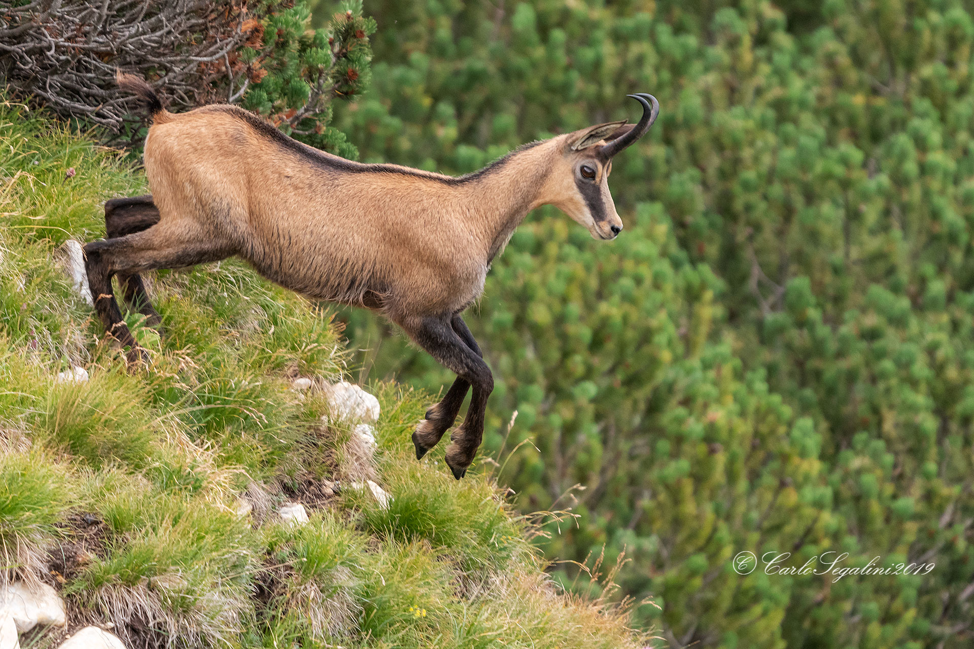 Alpine chamois