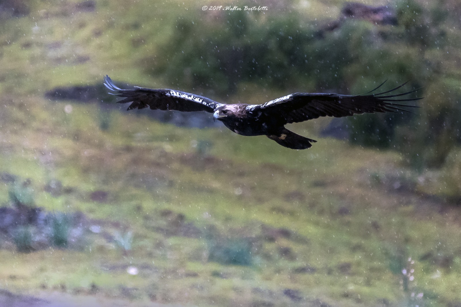 imperiale nella pioggia