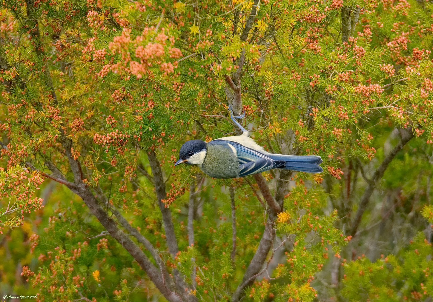 Cinciallegra giovane (Parus major)