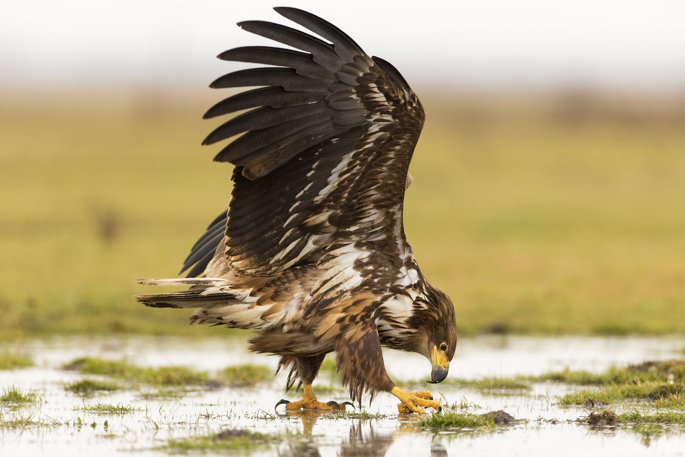 Aquila di mare giovane Hortobagy