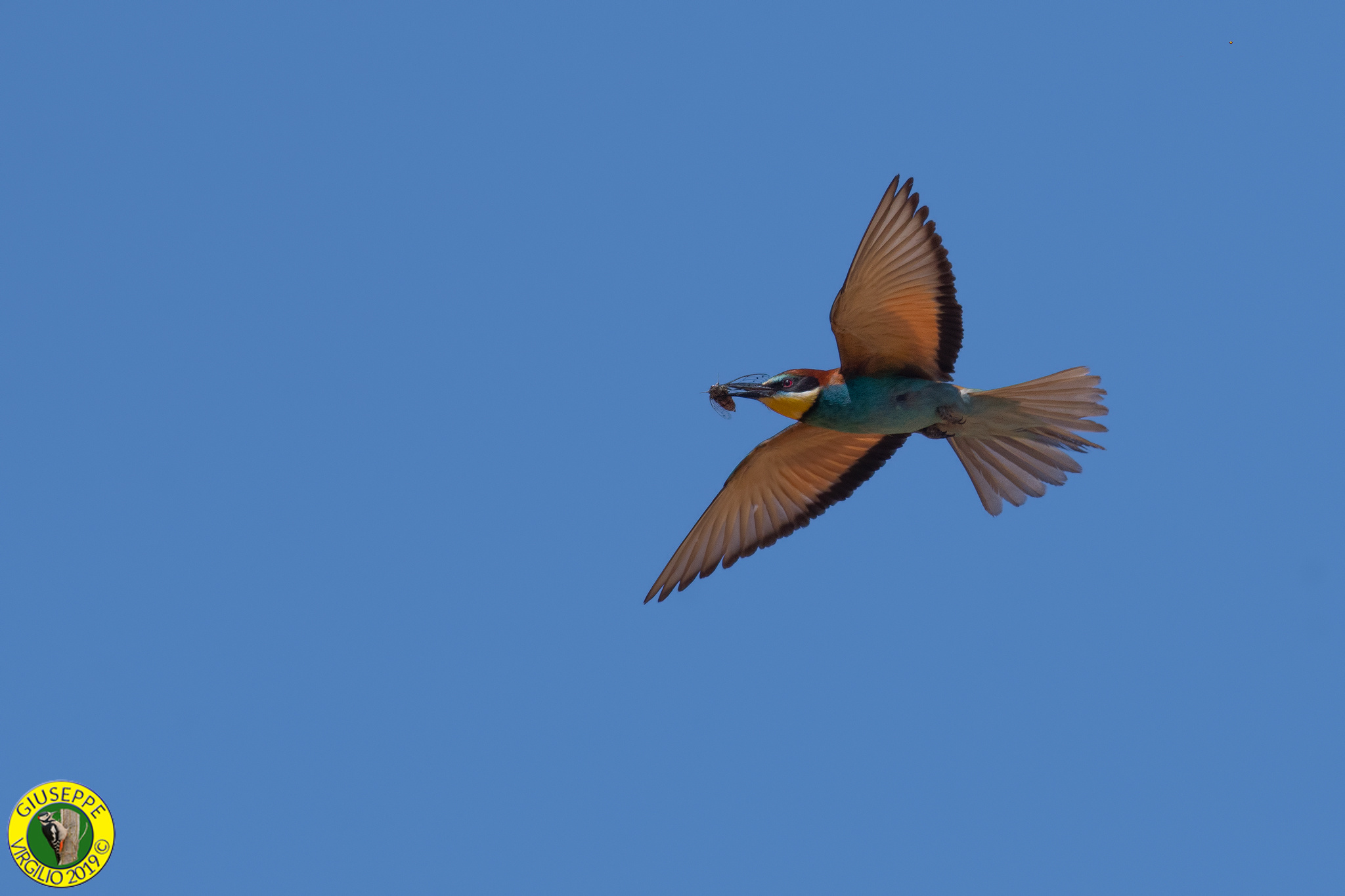 Gruccione (Sardegna) 2019