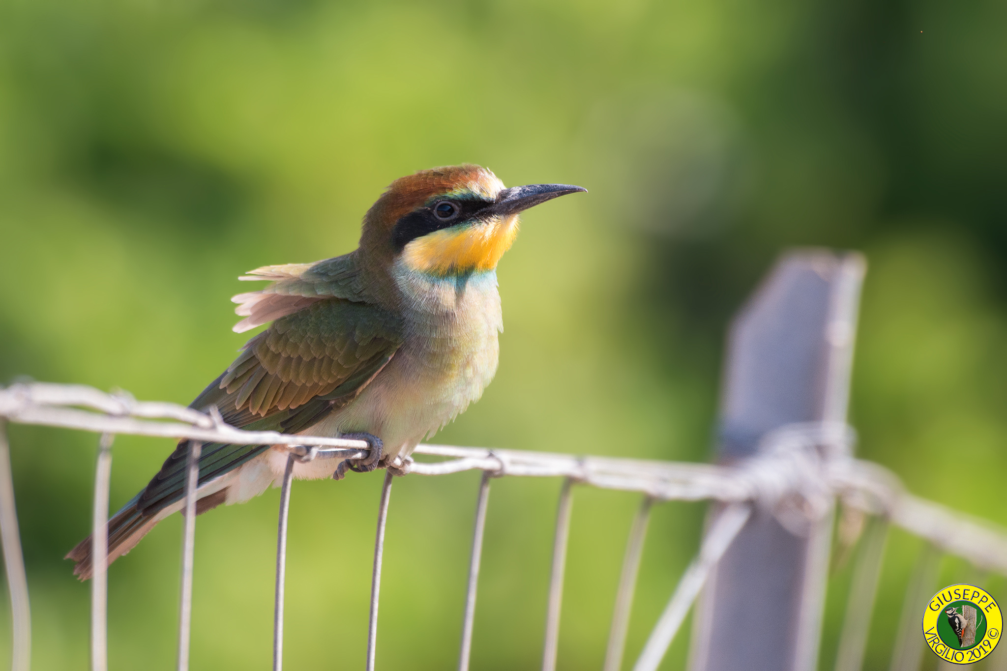 Young Gruccione (Sardegna) 2019