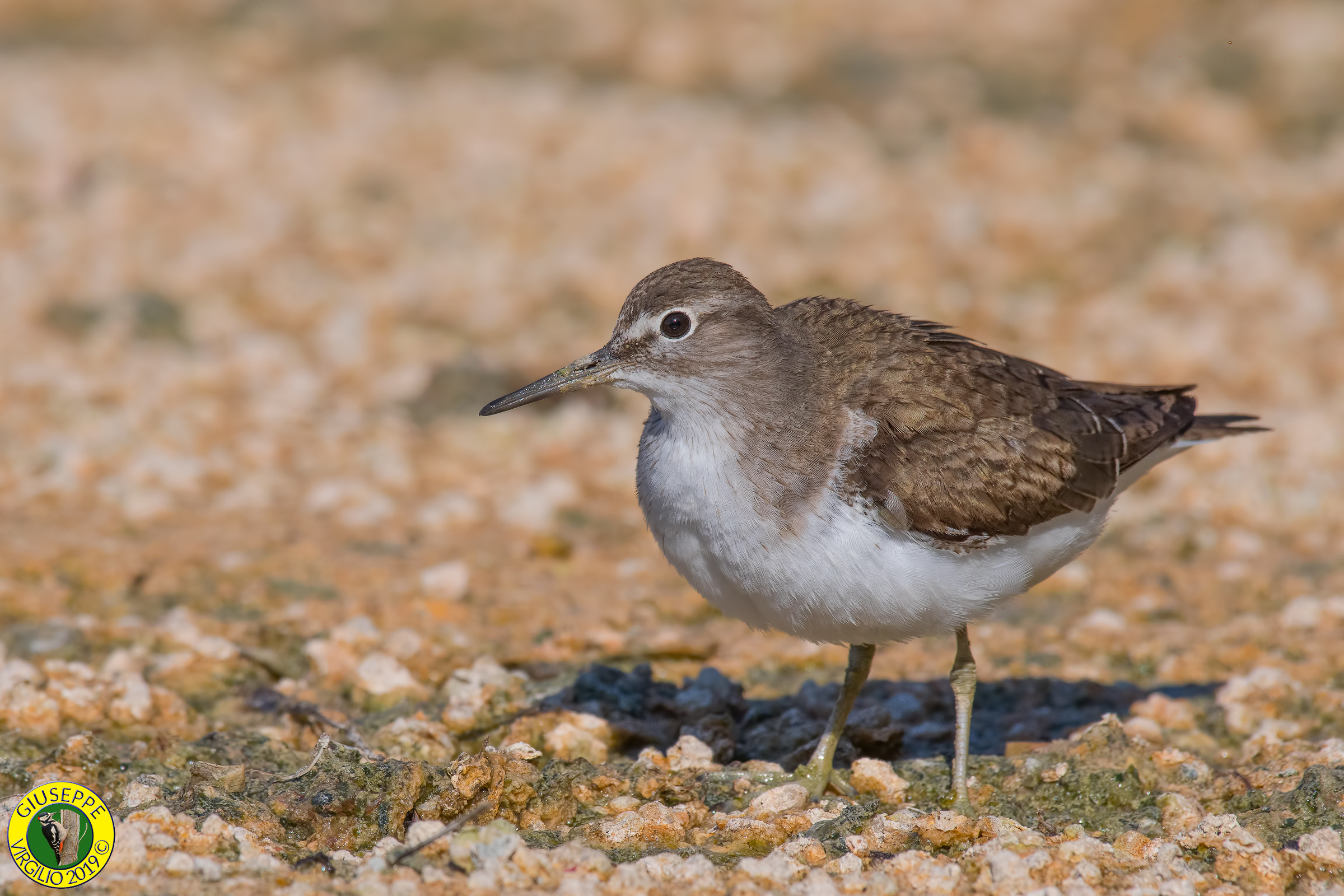 Piro Piro Piccolo (Sardegna) 2019
