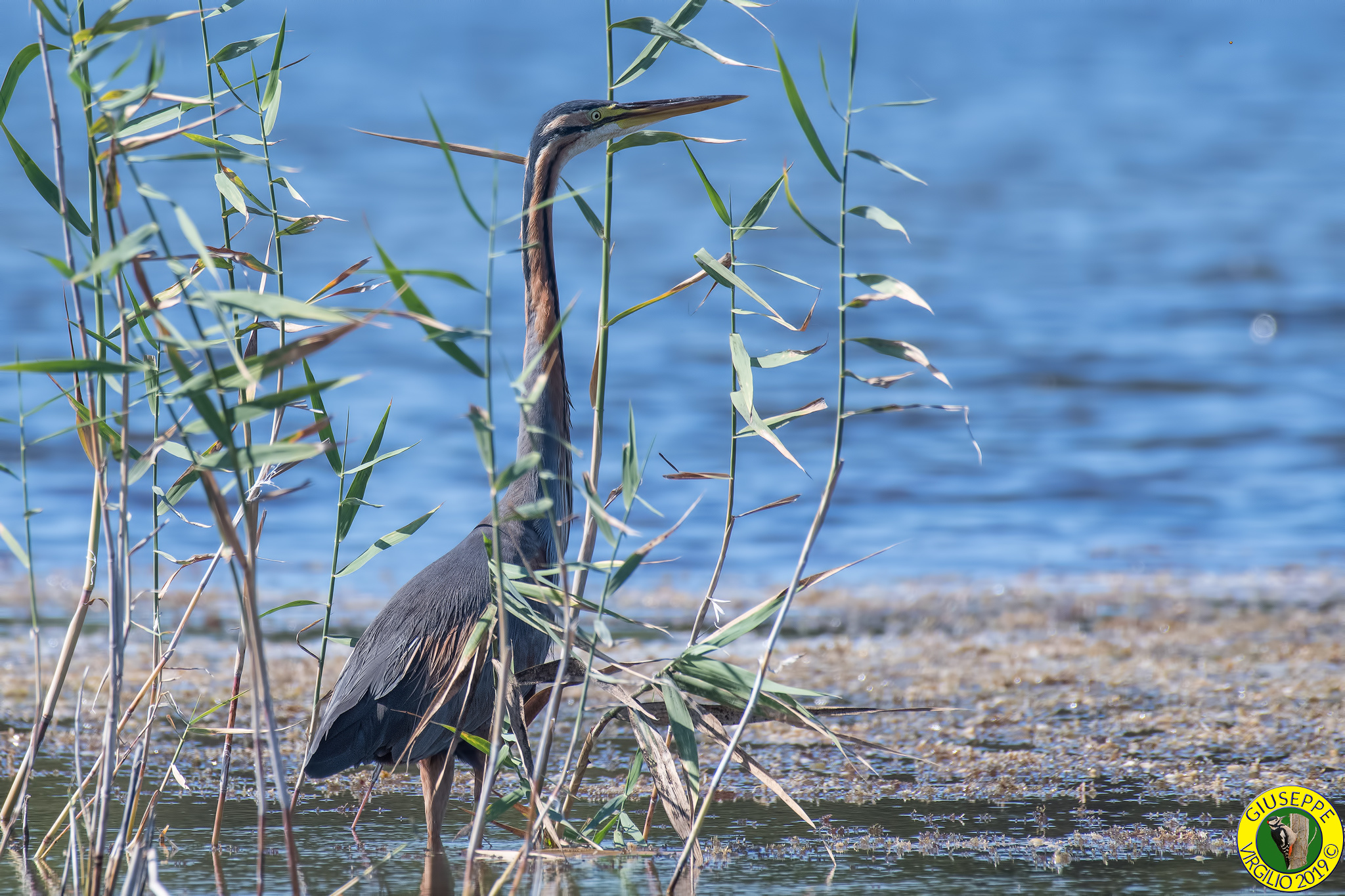 Airone Rosso -  Ardea purpurea (Sardegna ) 2019