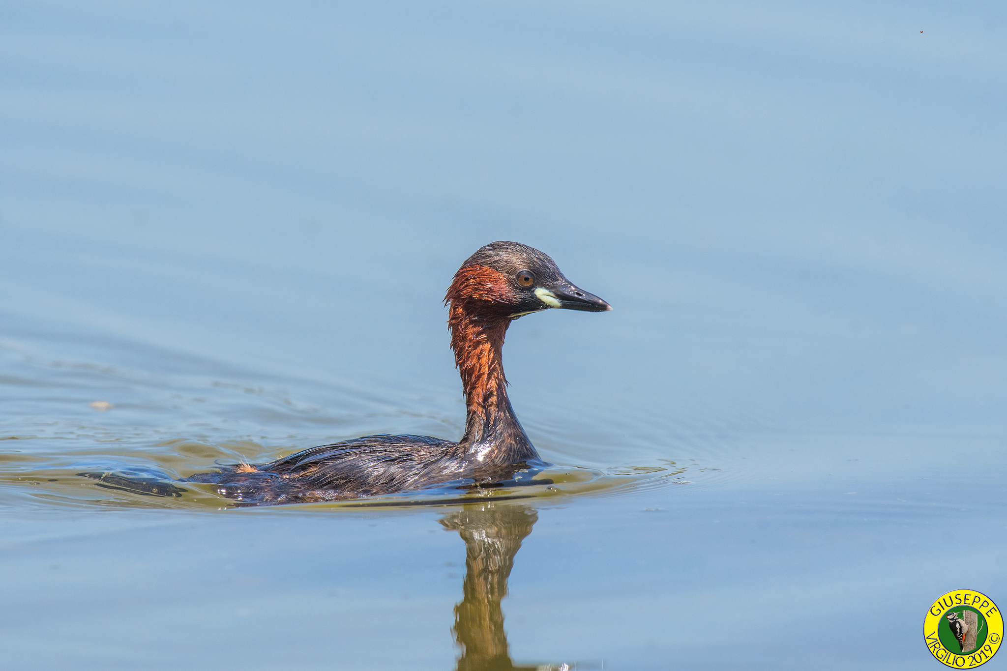 Tuffetto - Tachybaptus ruficollis  (Sardegna ) 2019