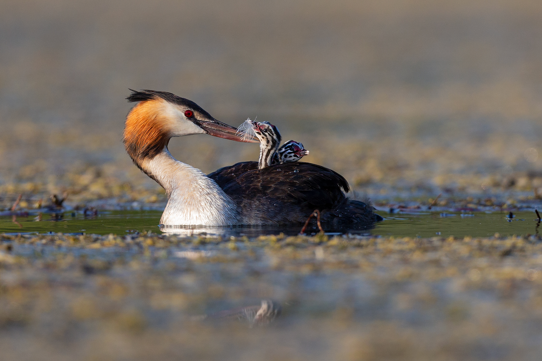 pescetto o scherzetto