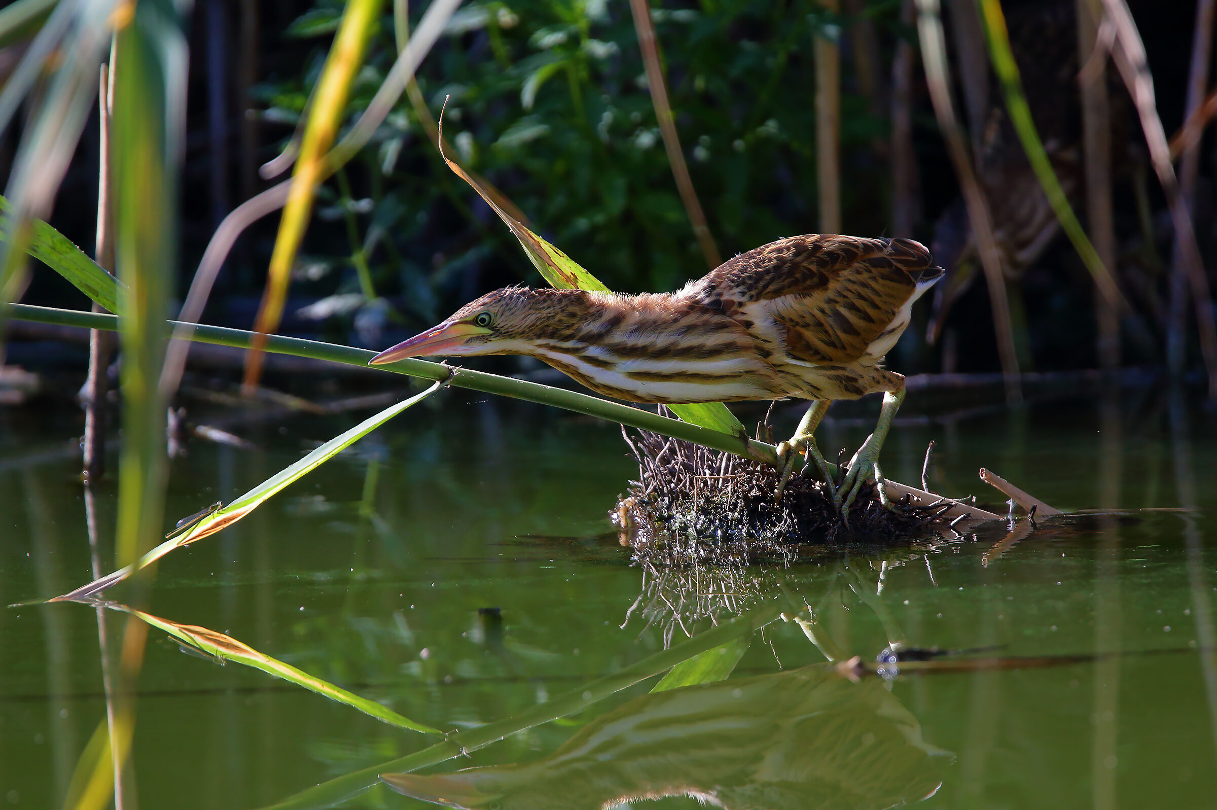 juv and dragonfly.... Attraction