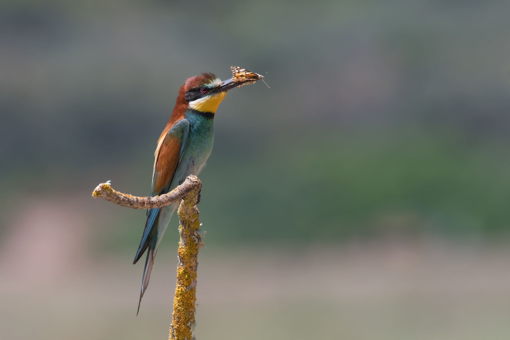 Gruccione (Sardegna) 2019