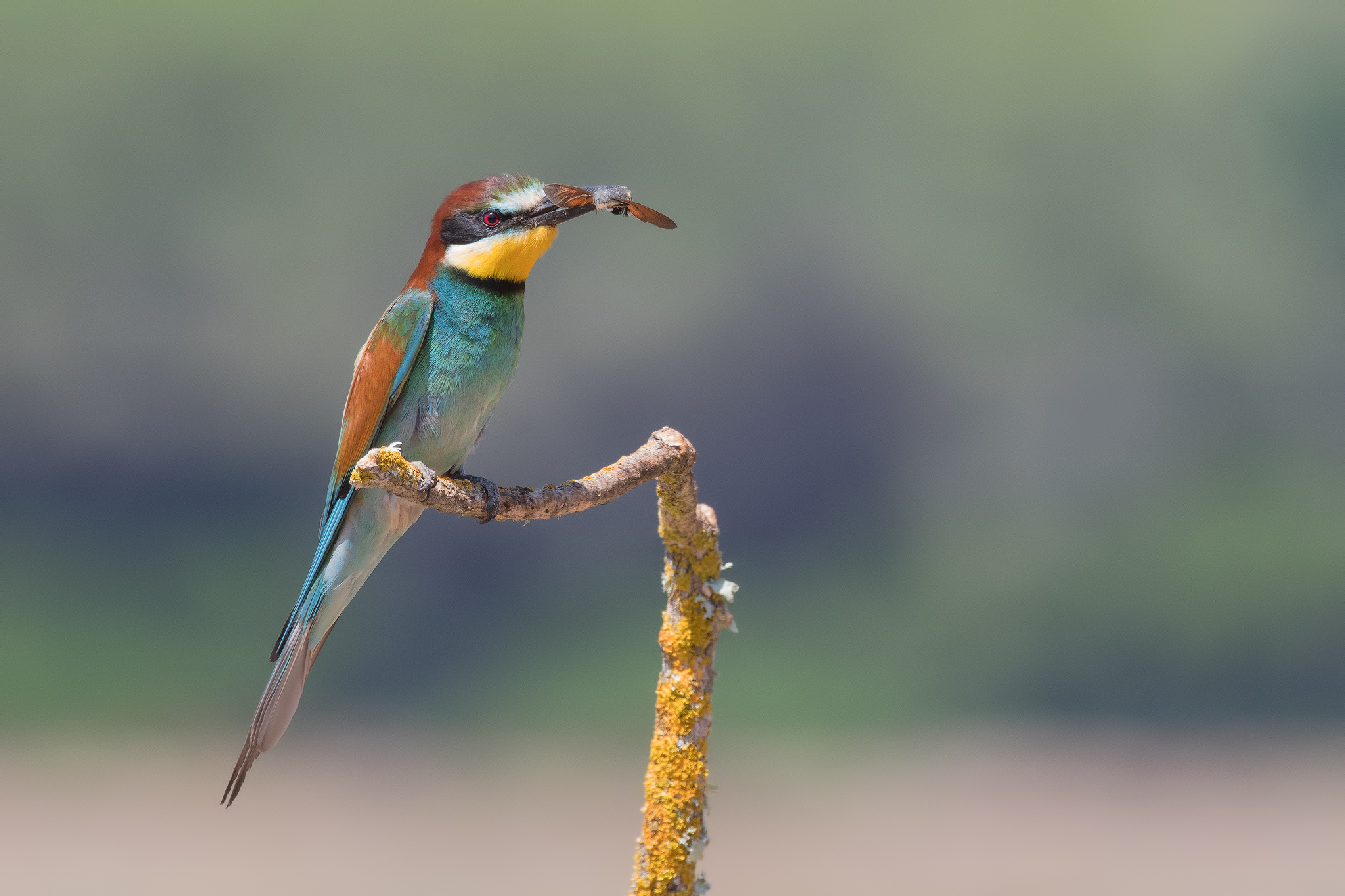 Gruccione (Sardegna) 2019