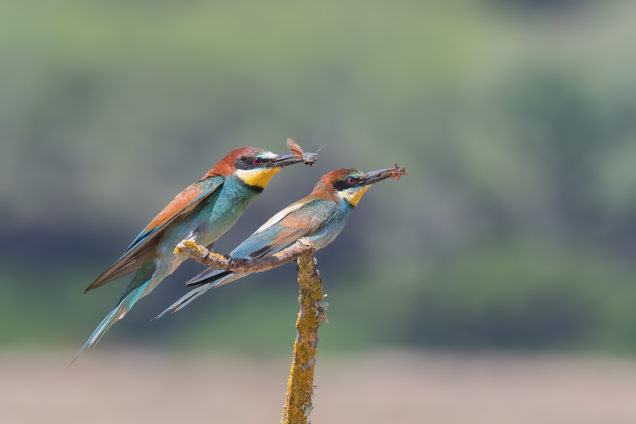 Gruccione (Sardegna ) 2019