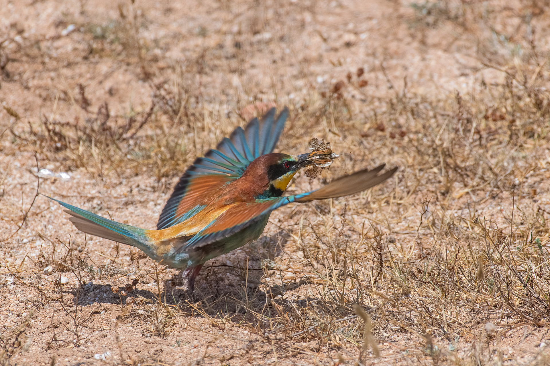 Gruccione (Sardegna) 2019