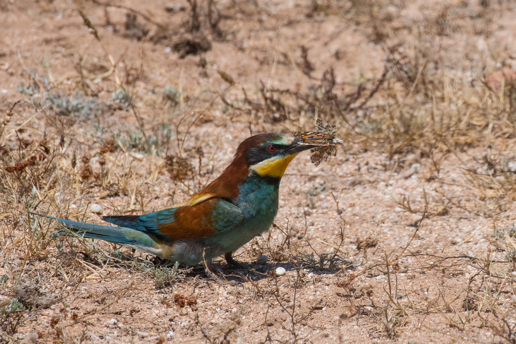 Gruccione (Sardegna) 2019