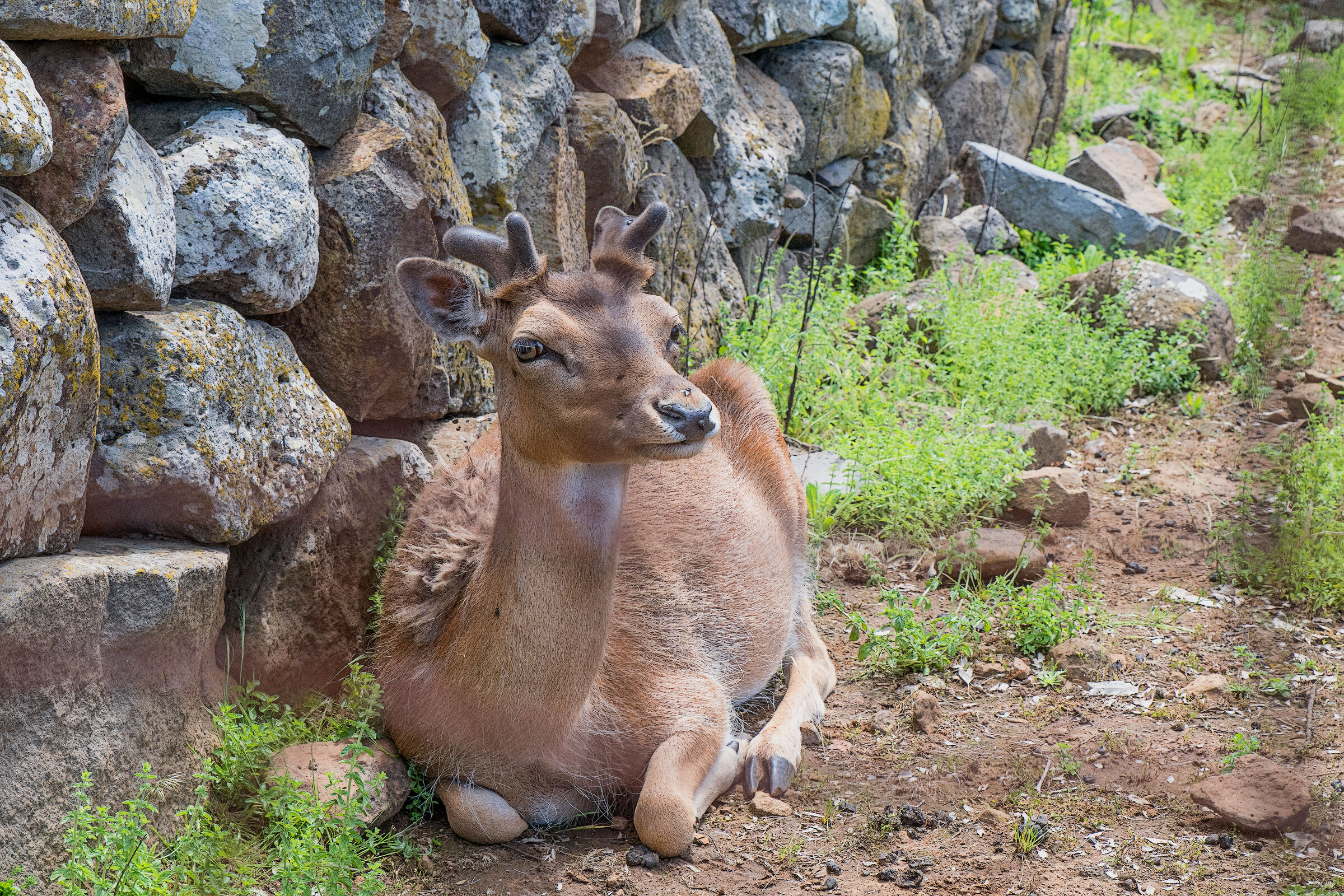 Daino -  (Sardegna ) 2019