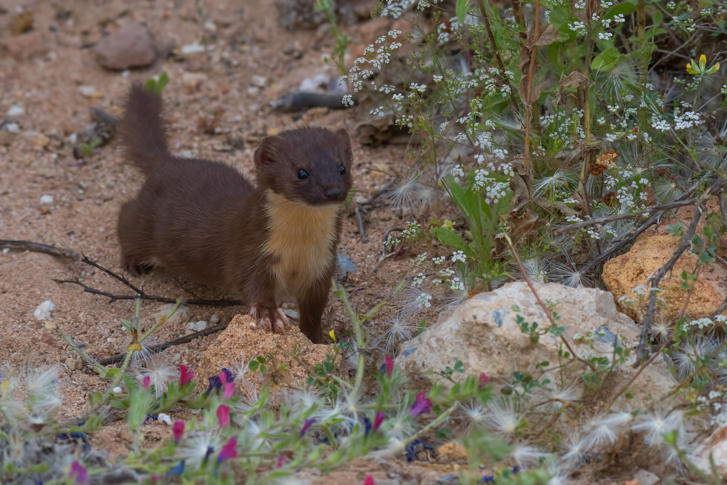 Donnola - Mustelidi (Sardegna ) 2019