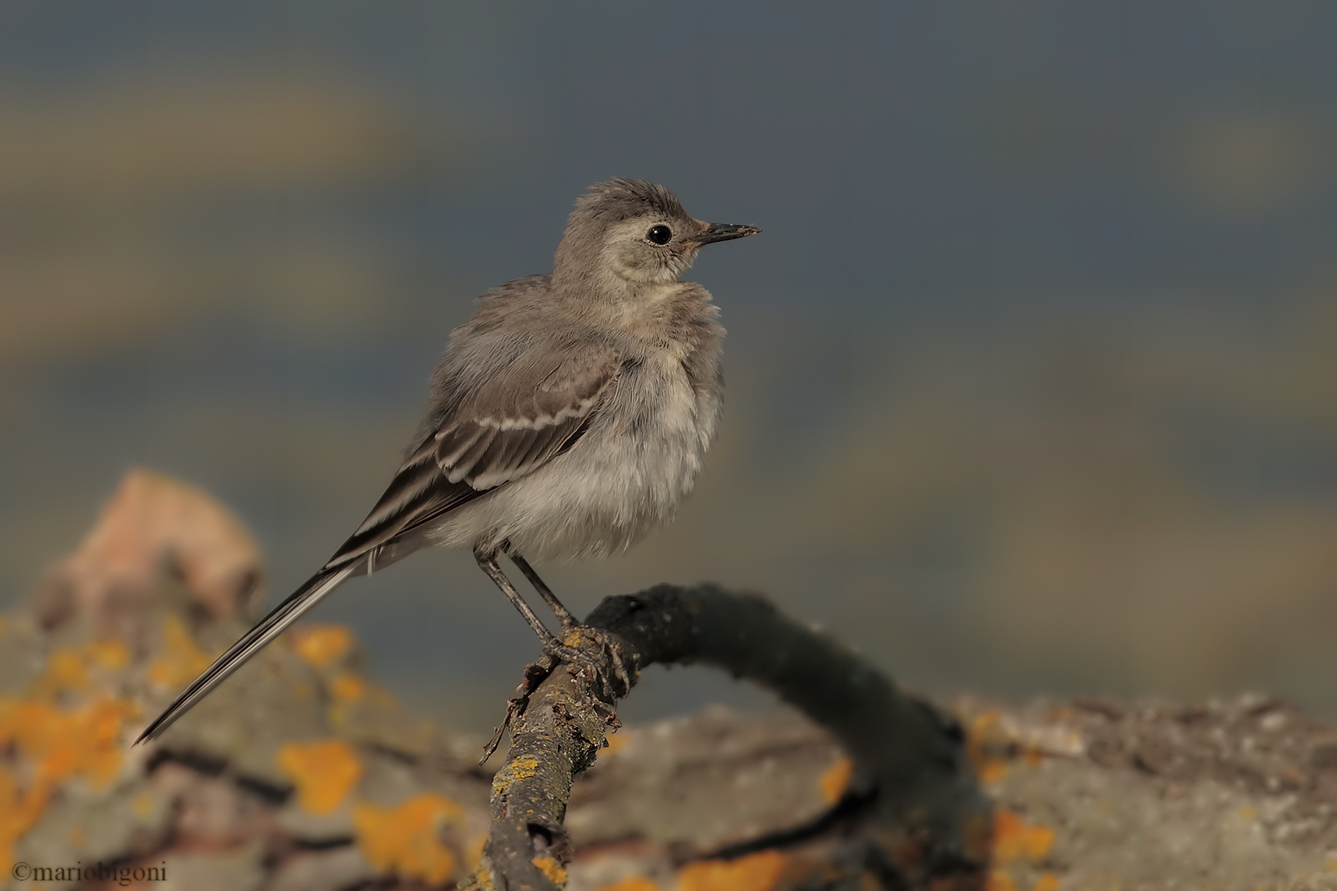 Juv Ballerina bianca