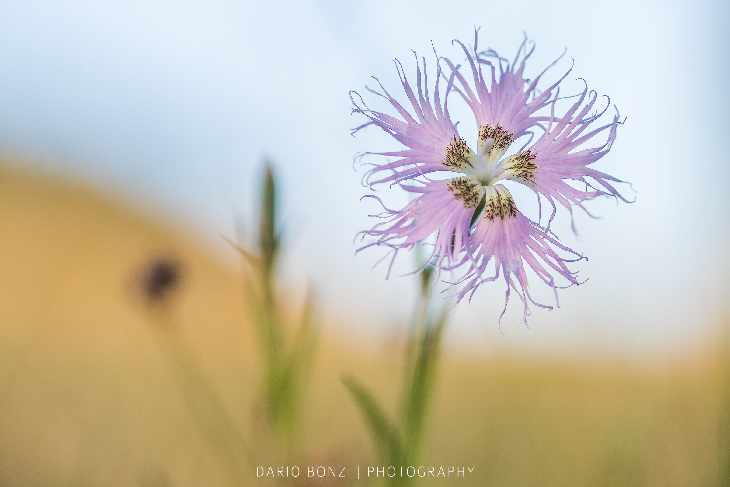 Dianthus superbus