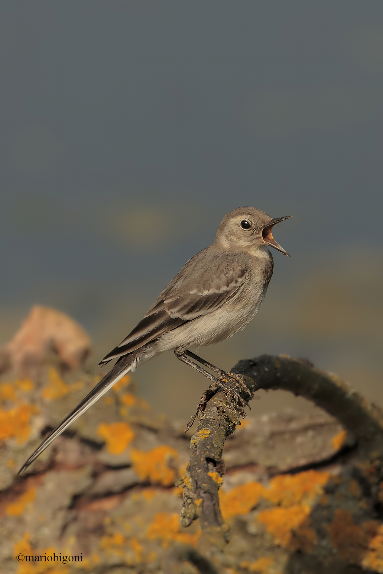 Ballerina bianca juv