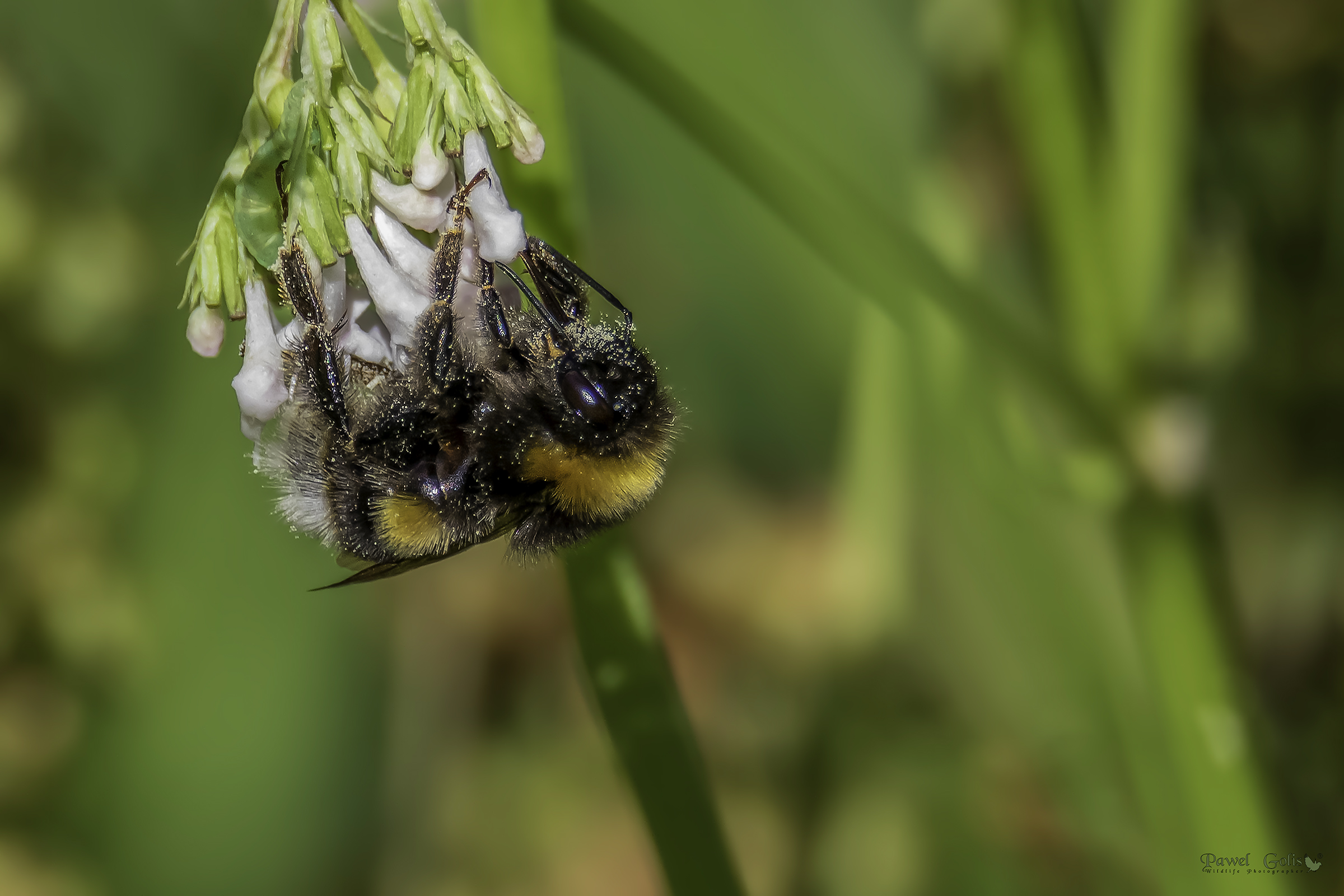 Bombus terrestris