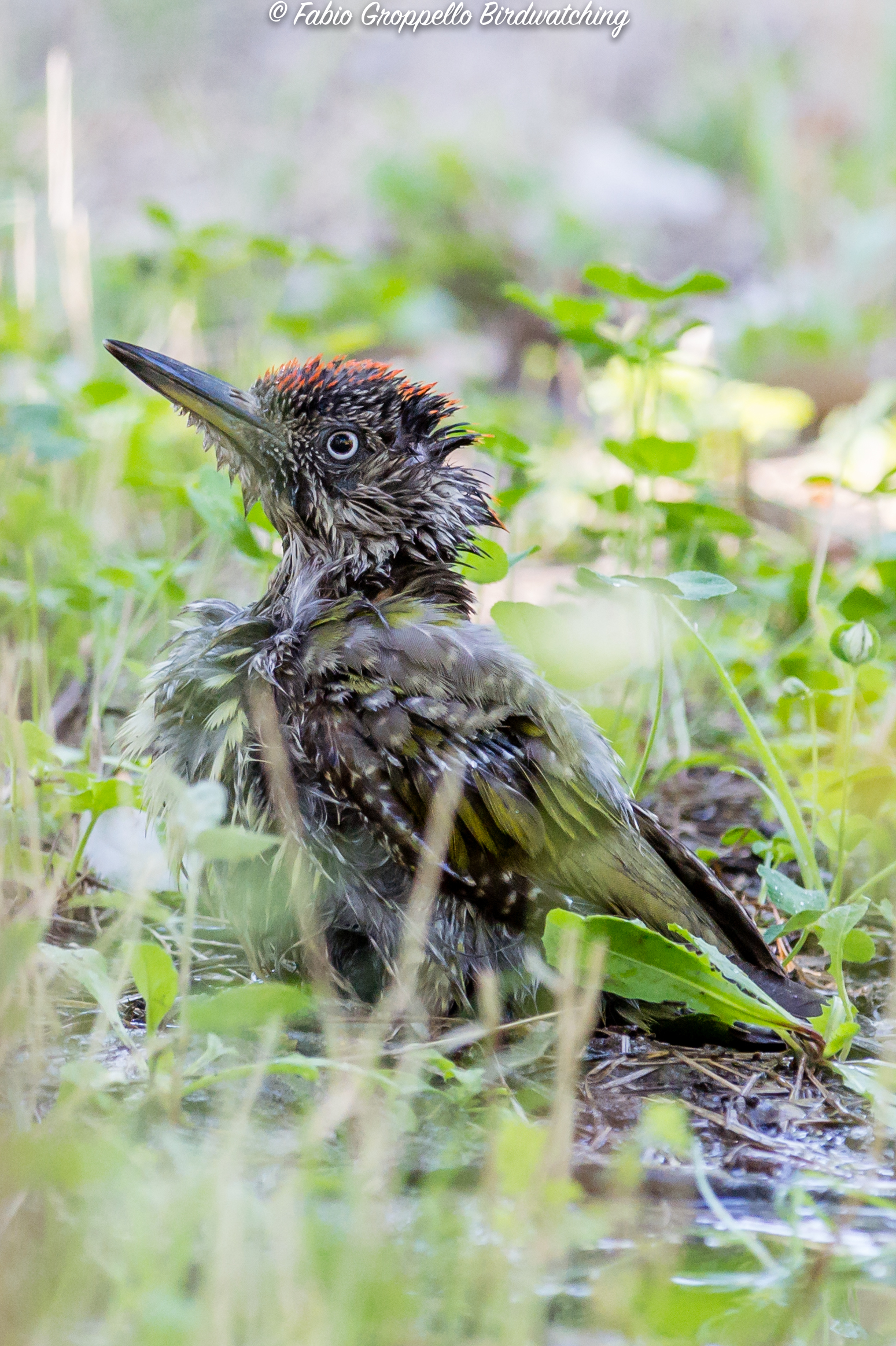 Picchio Verde fa il bagno