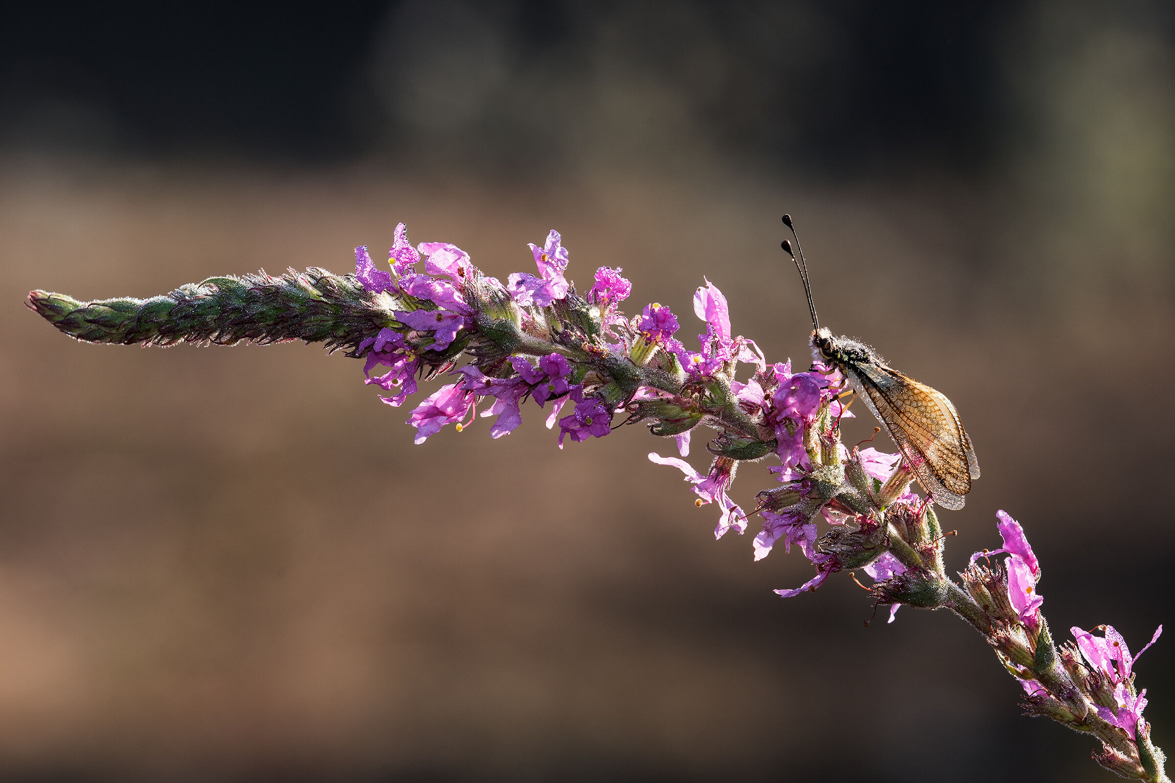 Libelloides coccajus