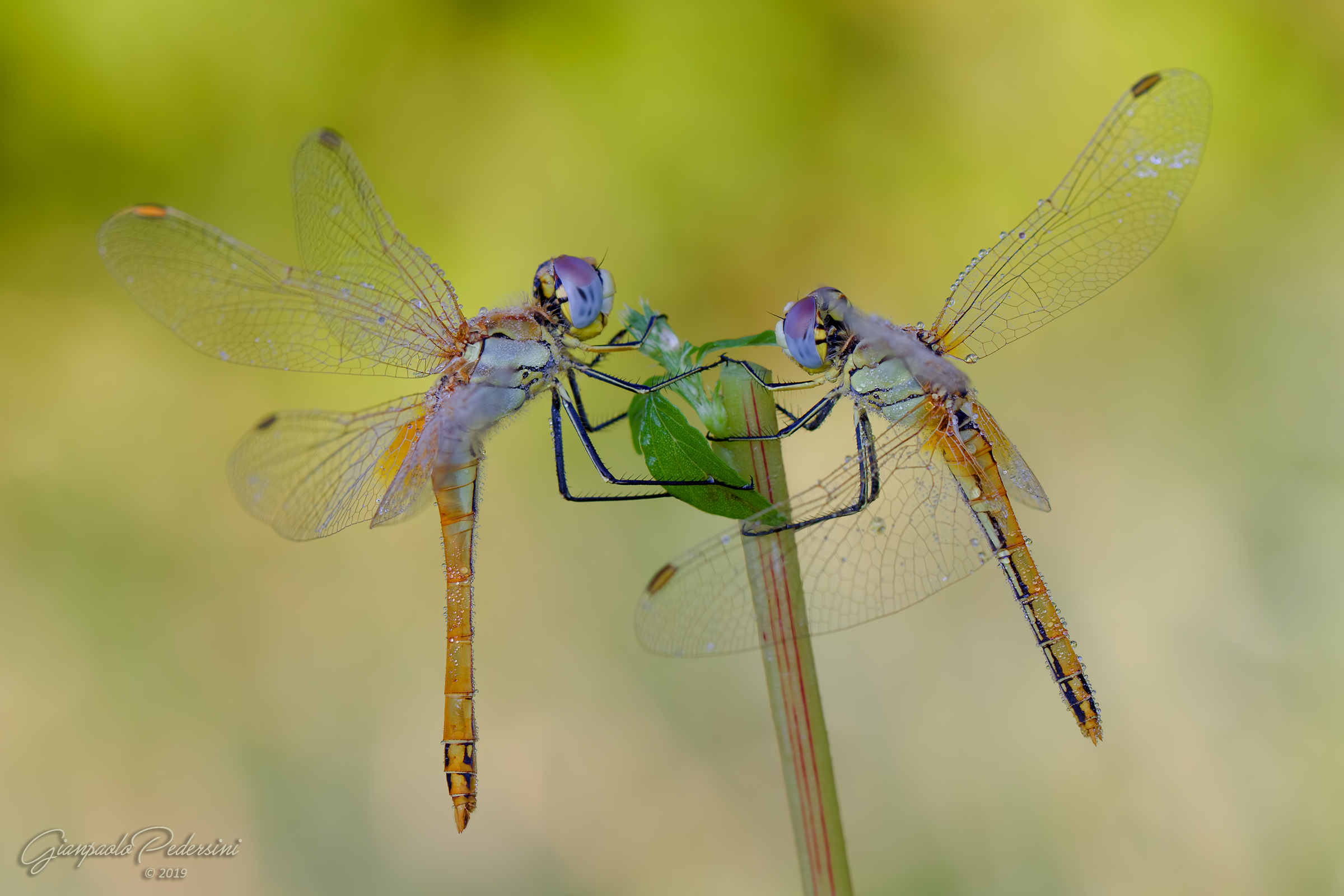 Fonscolombii Sympetrum