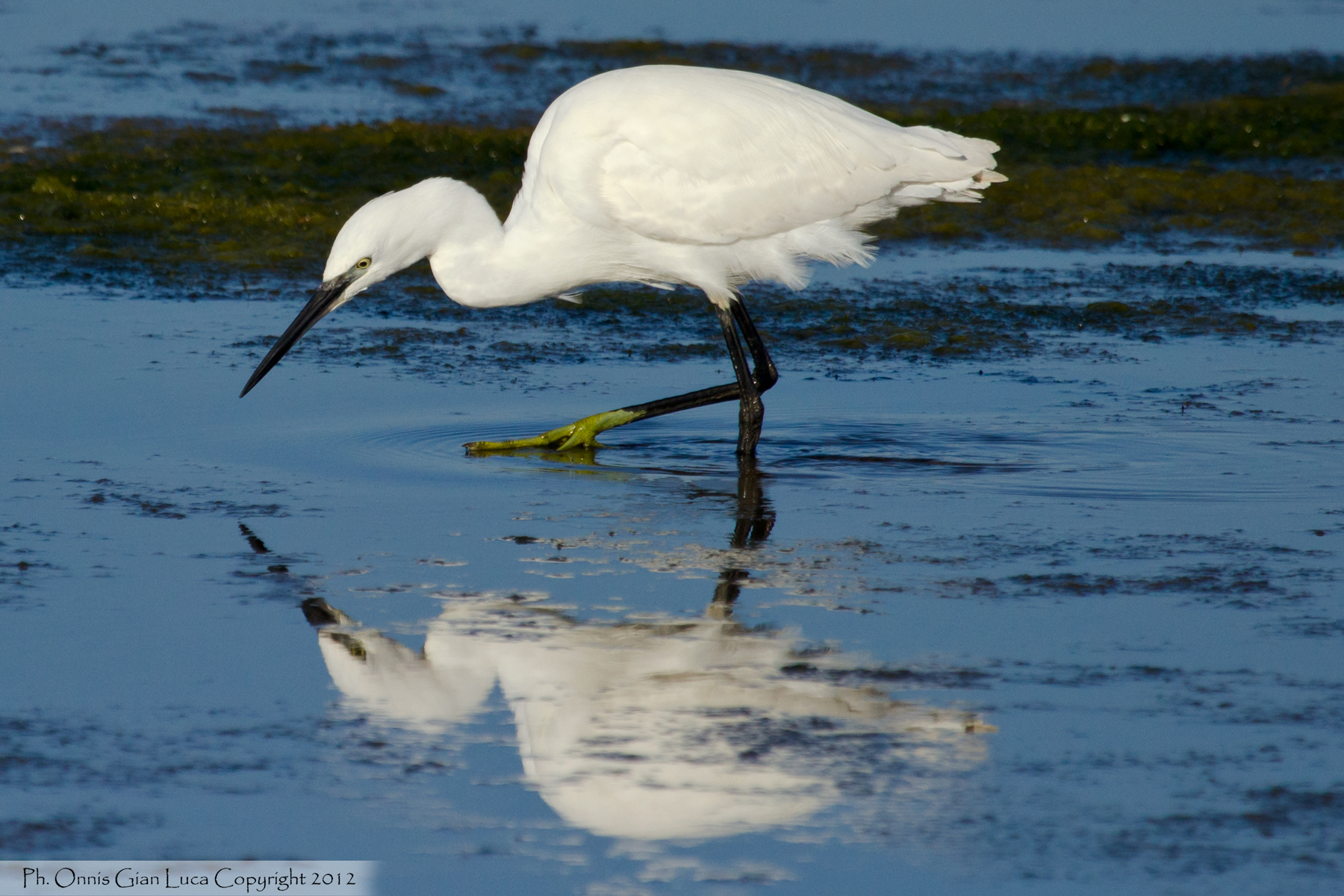 Great Egret