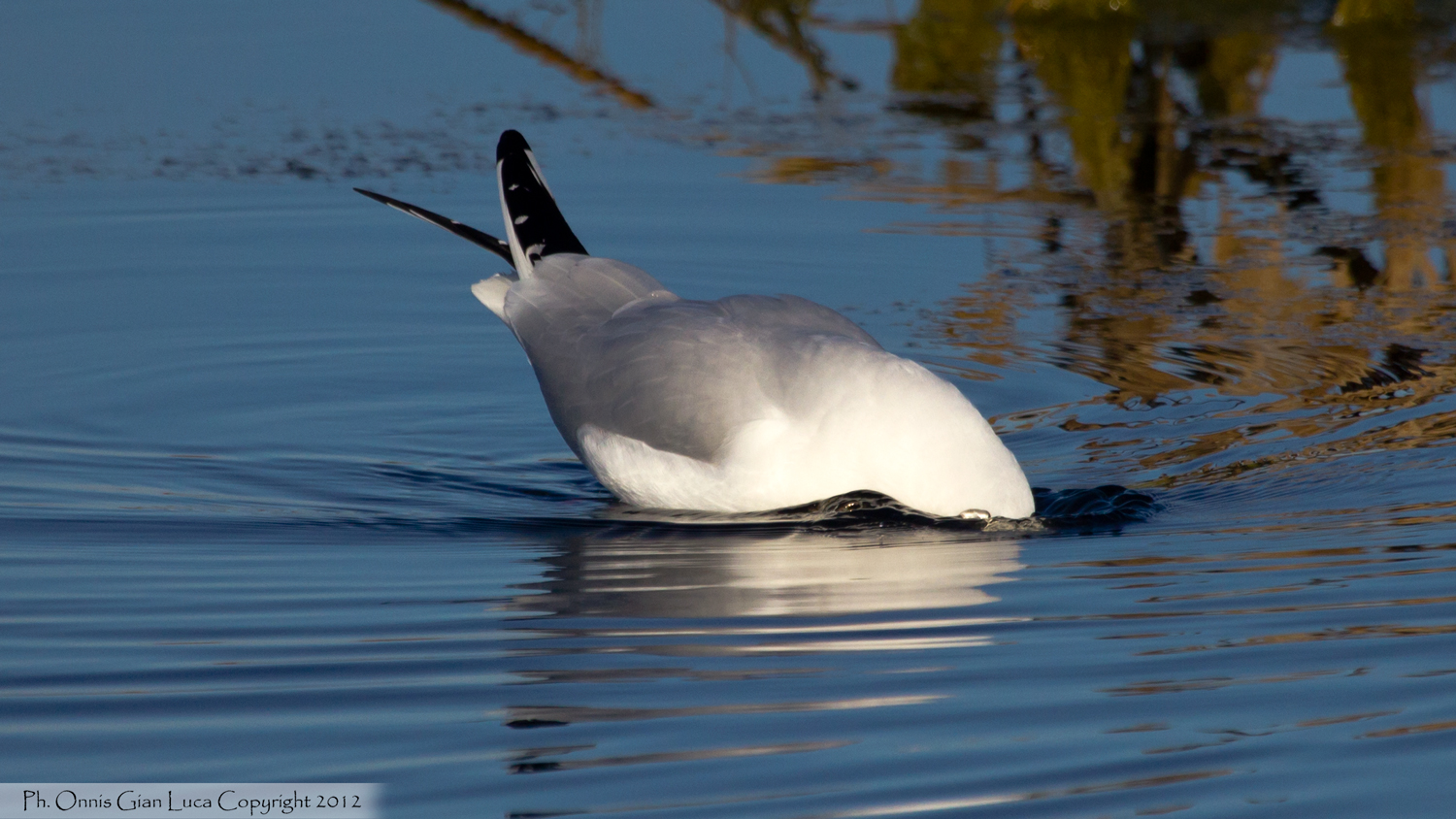 Rosy gull