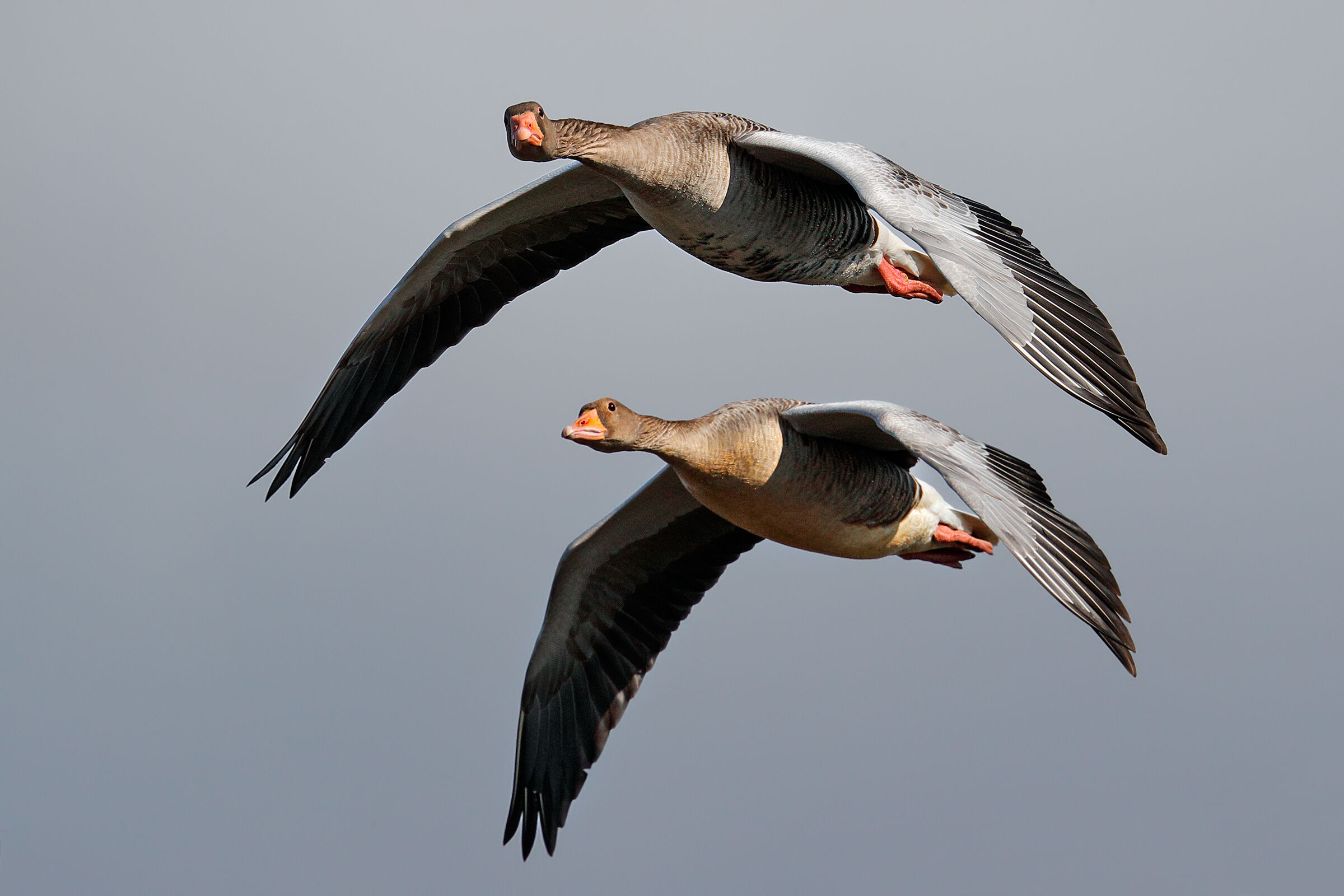 Oche selvatiche - Volo di ricognizione