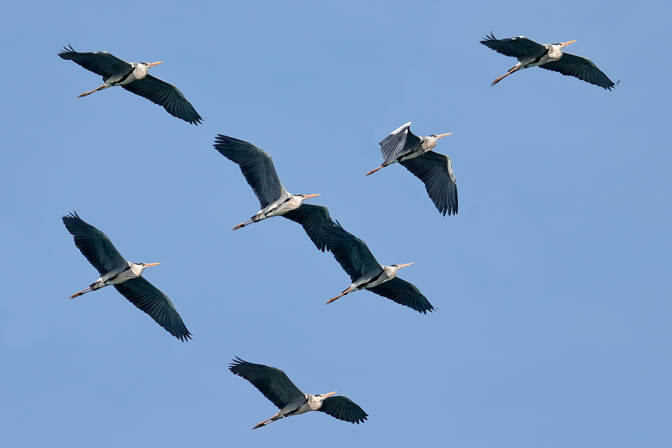 The migration of ash herons