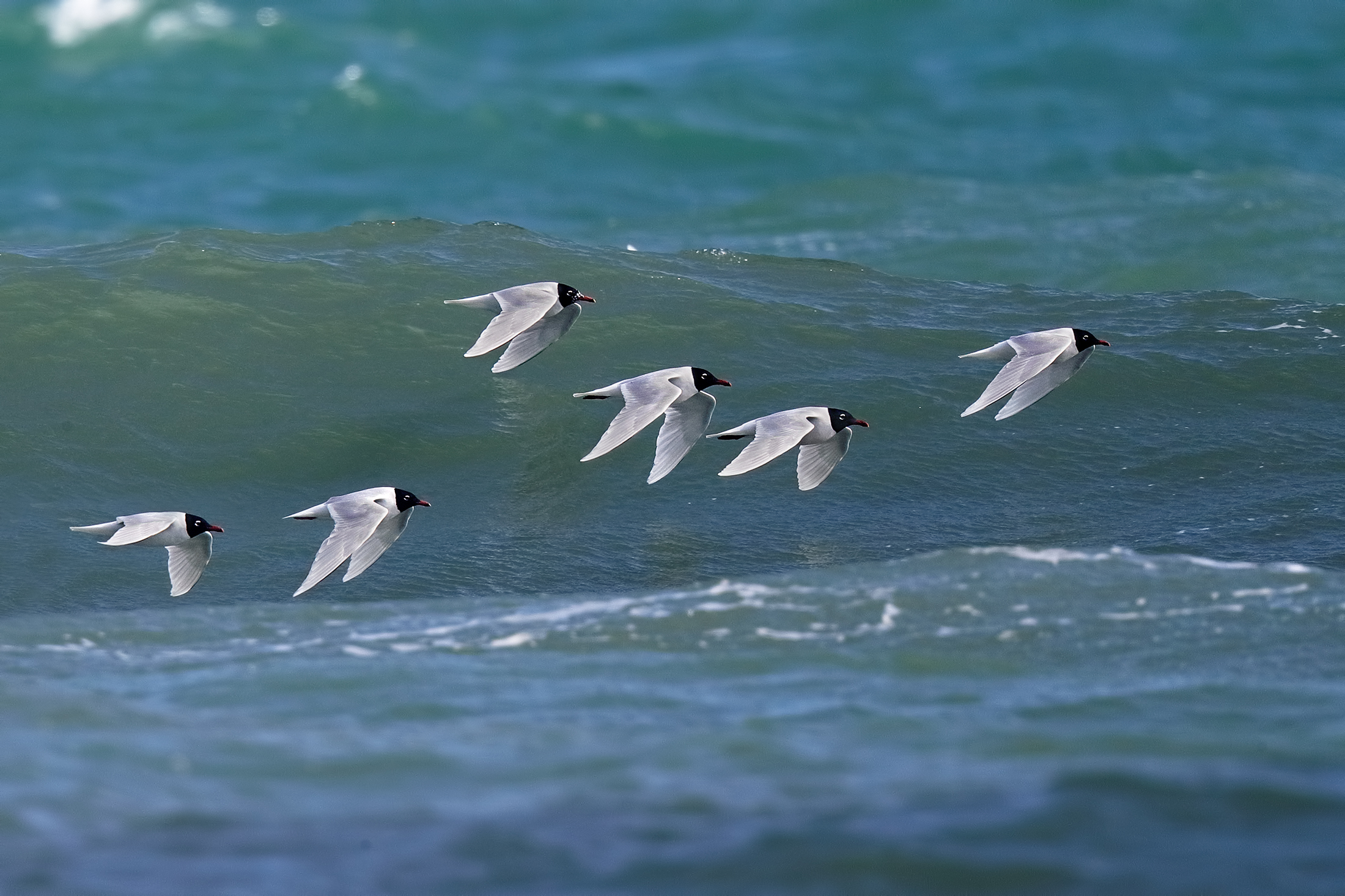 La migrazione dei gabbiani corallini