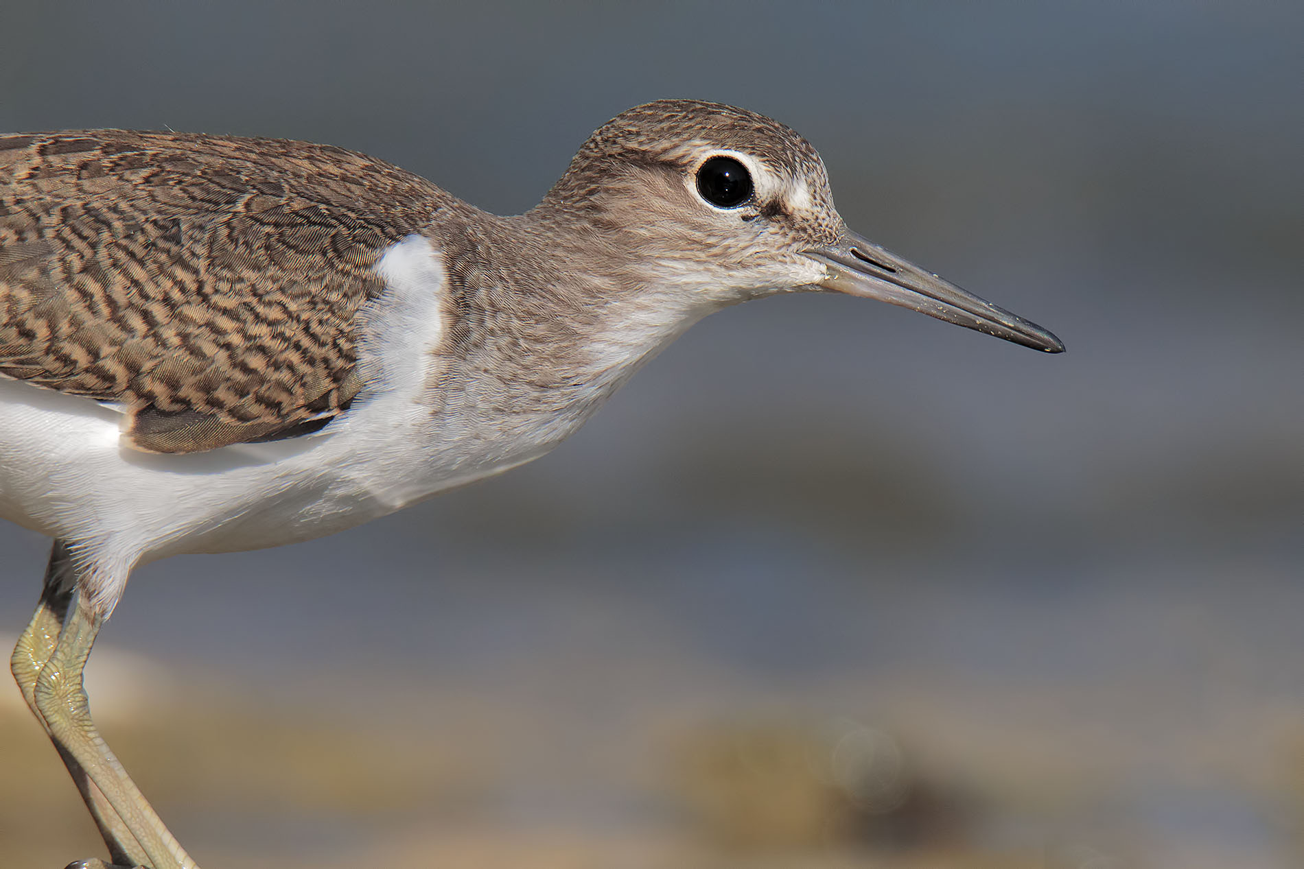 Portrait (small pyro)