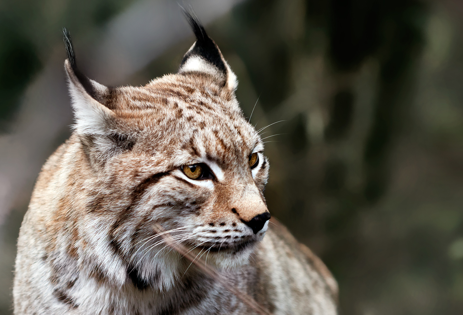 the lynx