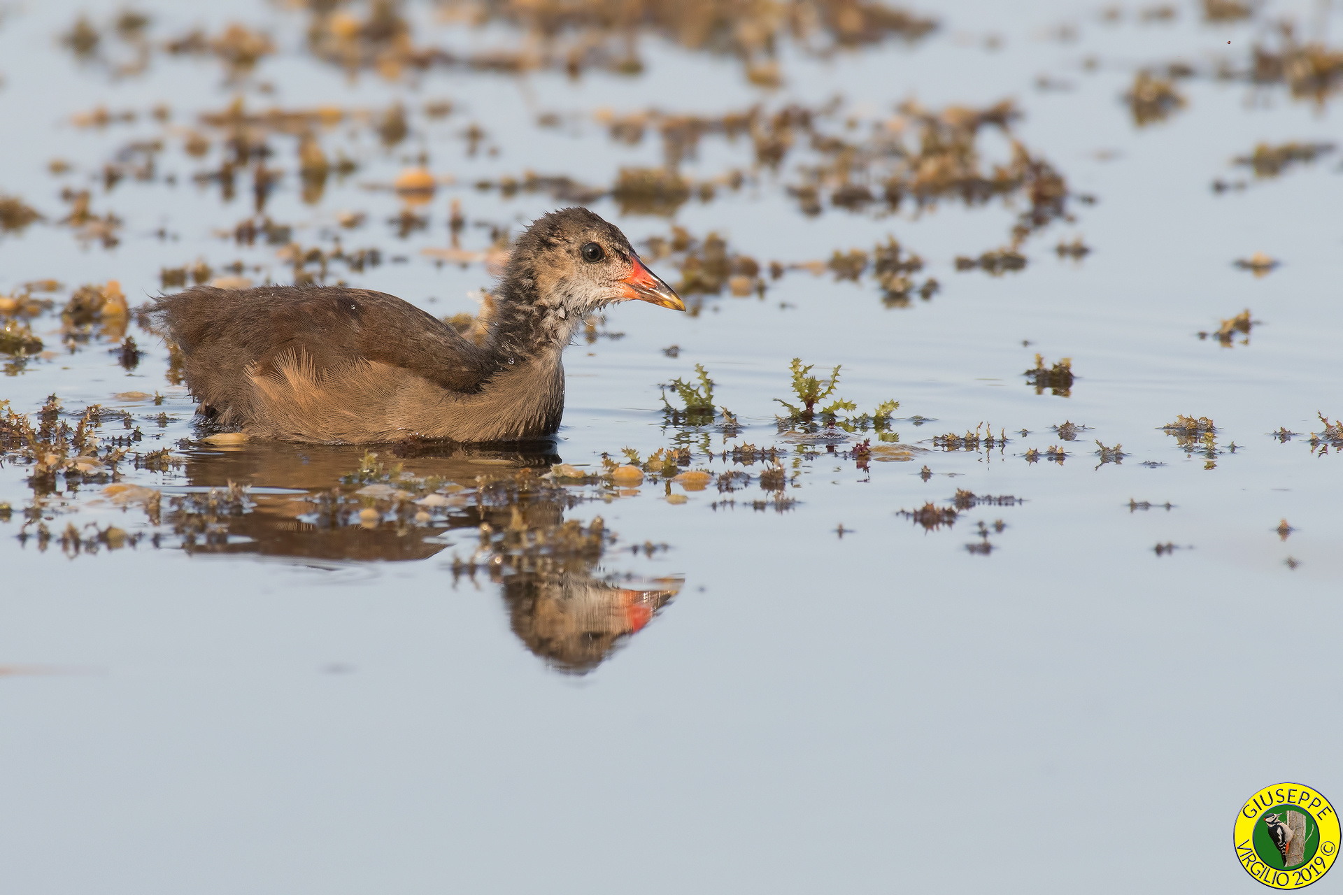 Young Gallinella (Sardegna)2019