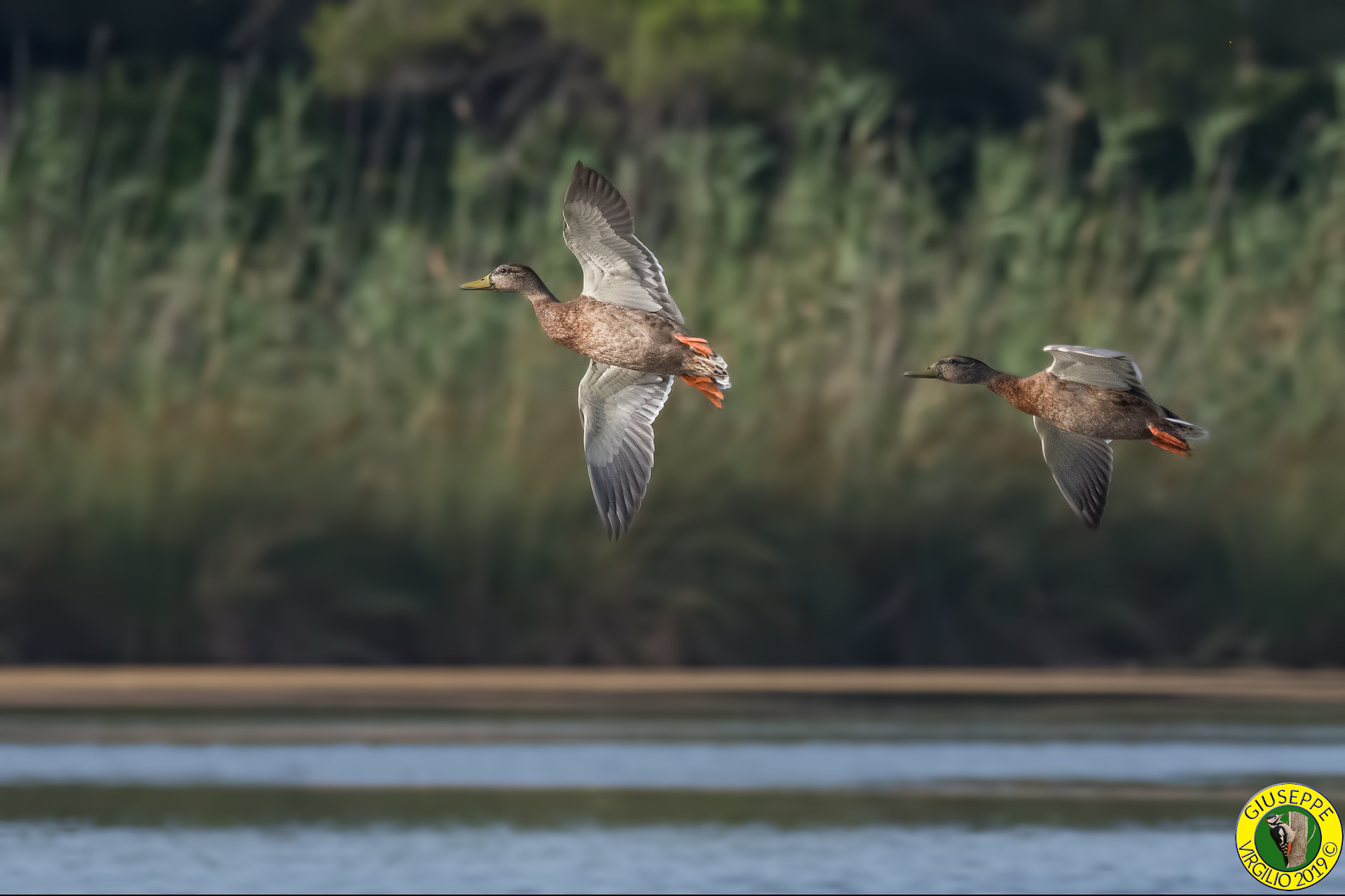 Germano (Sardegna ) 2019