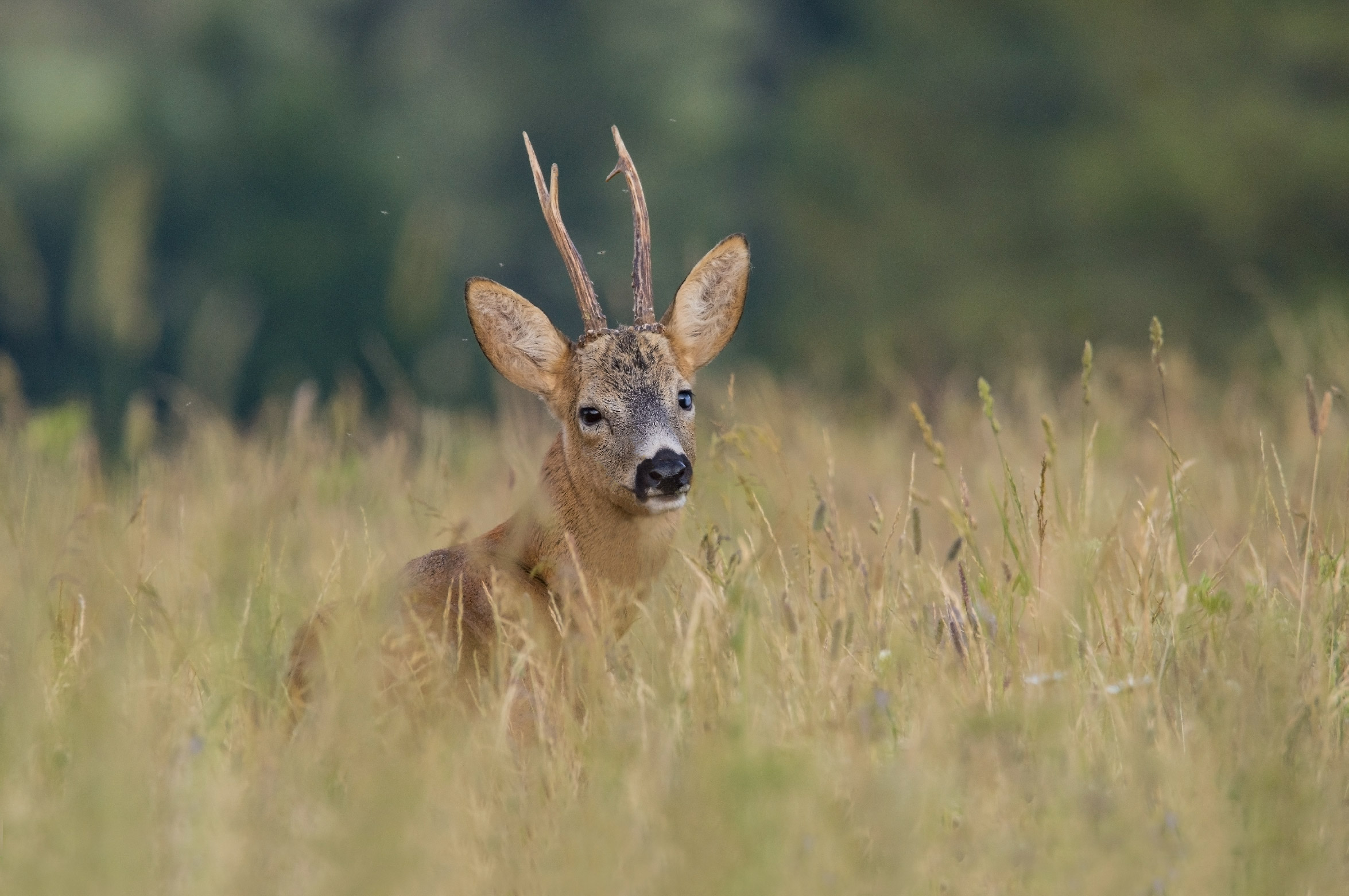 Quello sguardo carico di tenezzza